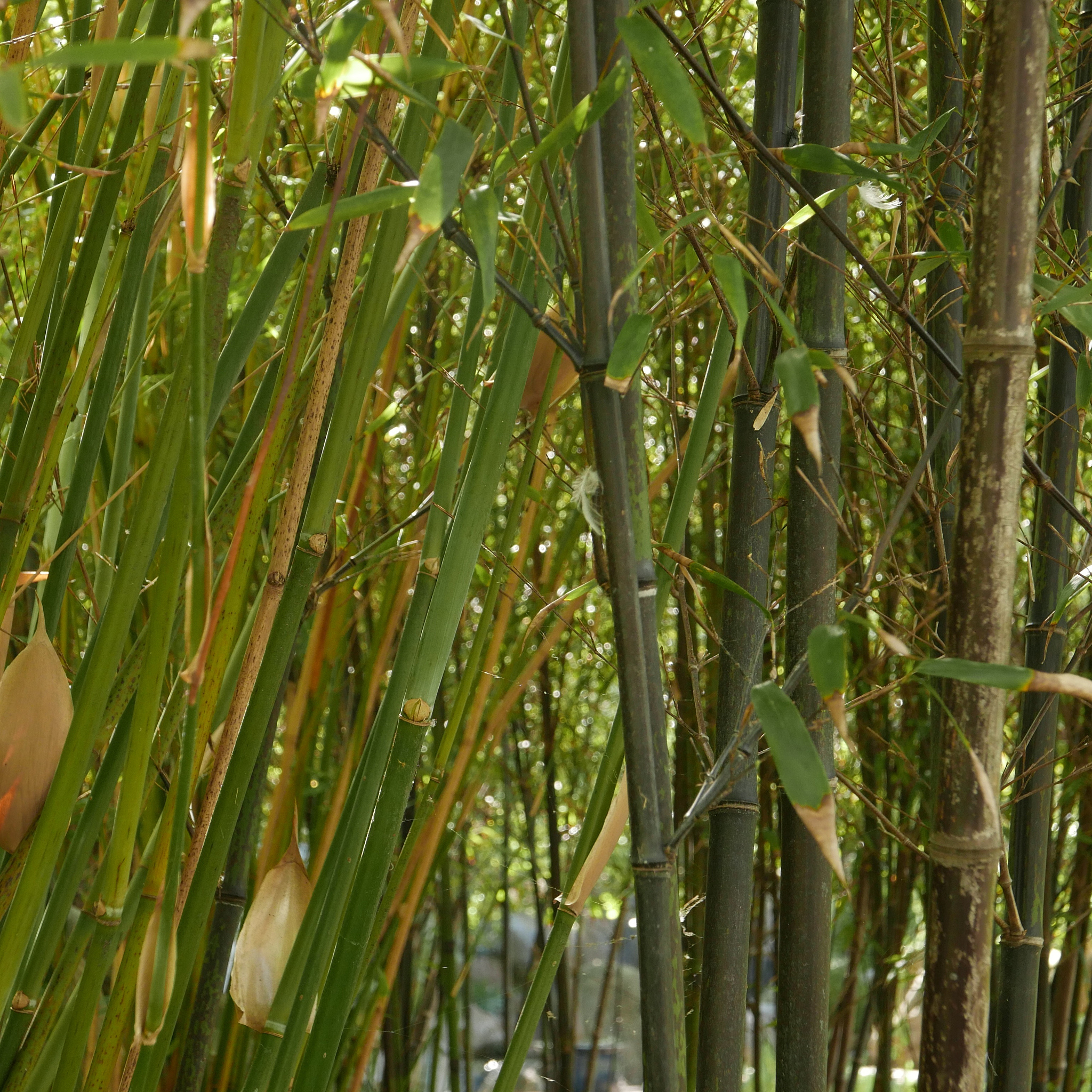 竹茹的原植物考证：产地、种类及历史