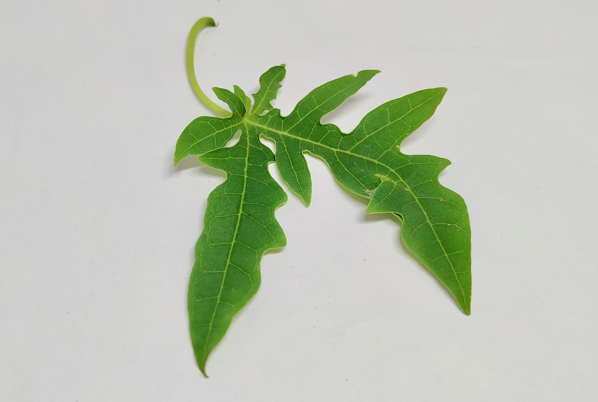 papaya leaf stock photos