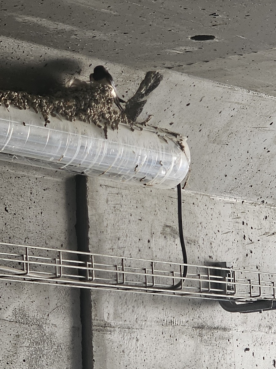 如果因封堵不密实导致漏气有灌浆孔不出浆此时严禁从该孔补灌浆料必须用高压水将浆料全部冲洗重新封堵后再次灌浆。是对的吗