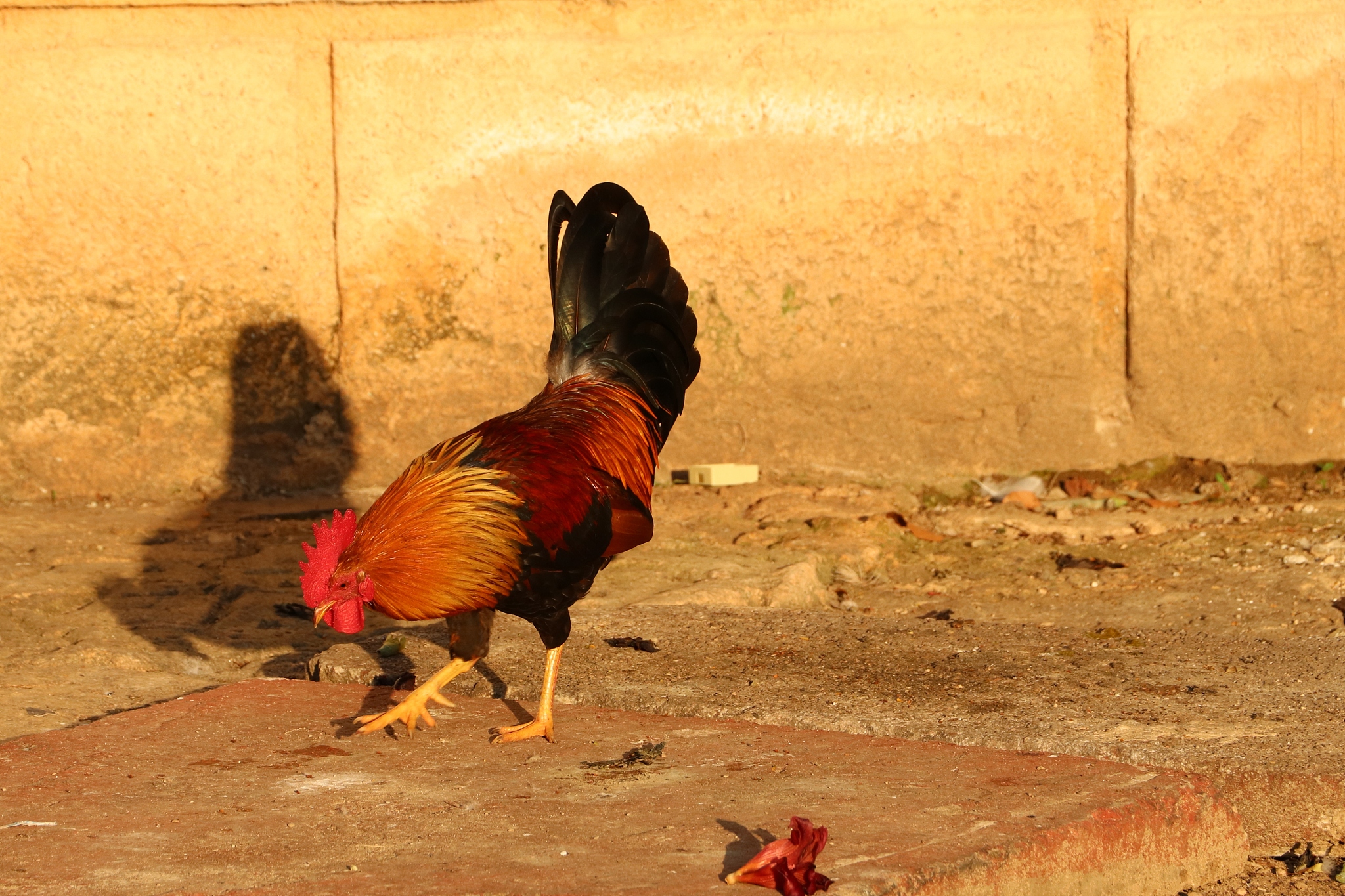 chicken