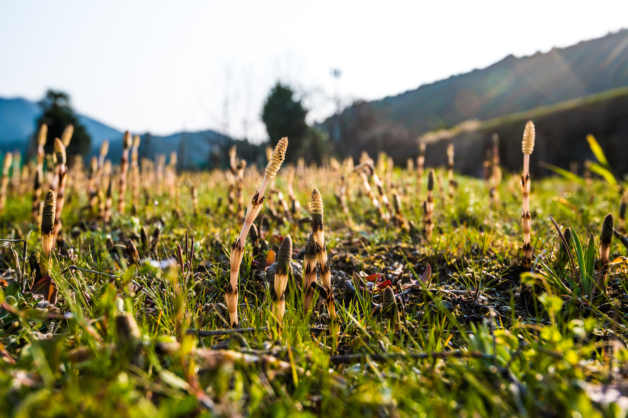 horsetails at a meadow