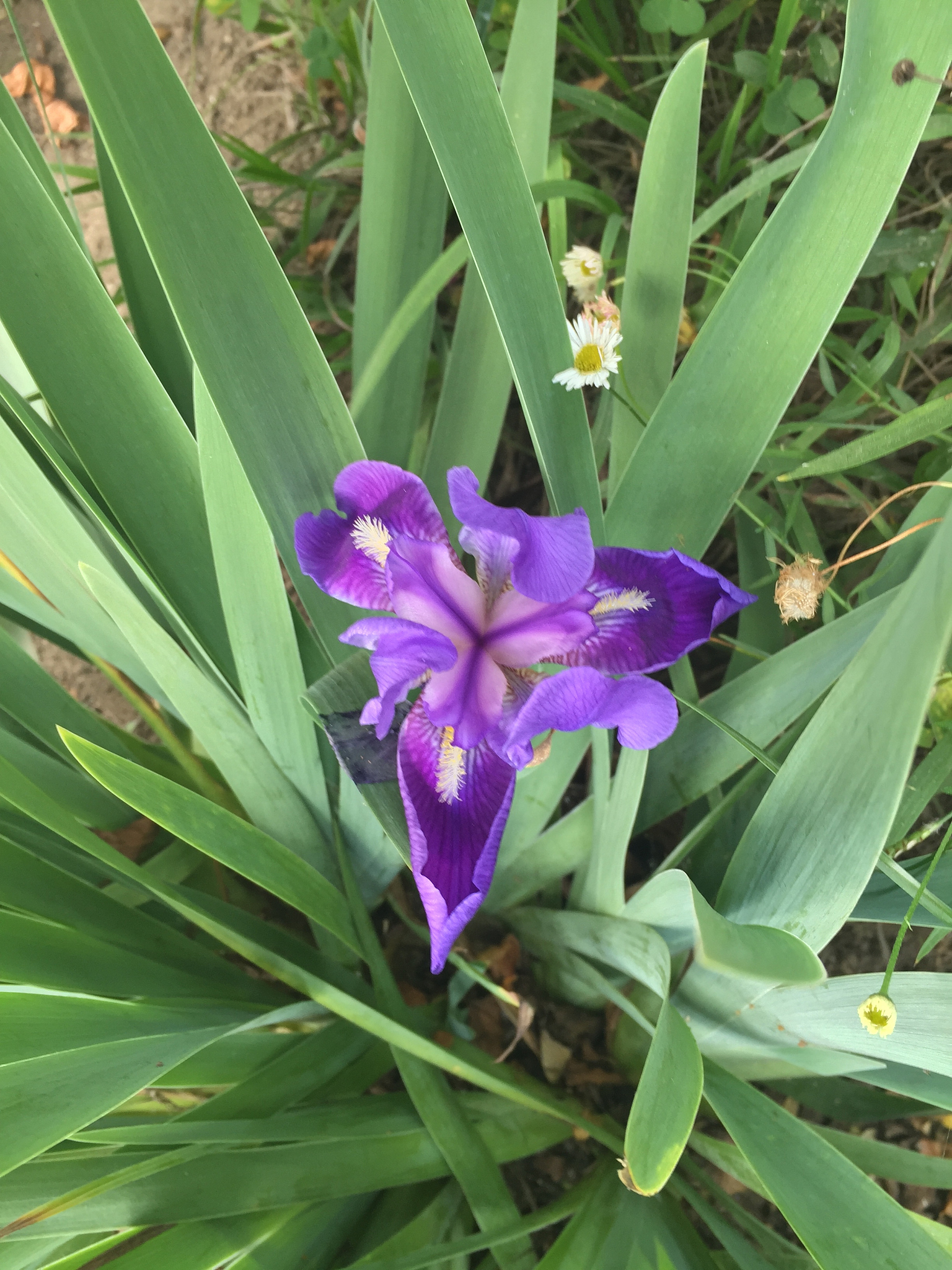 close-up of flowers