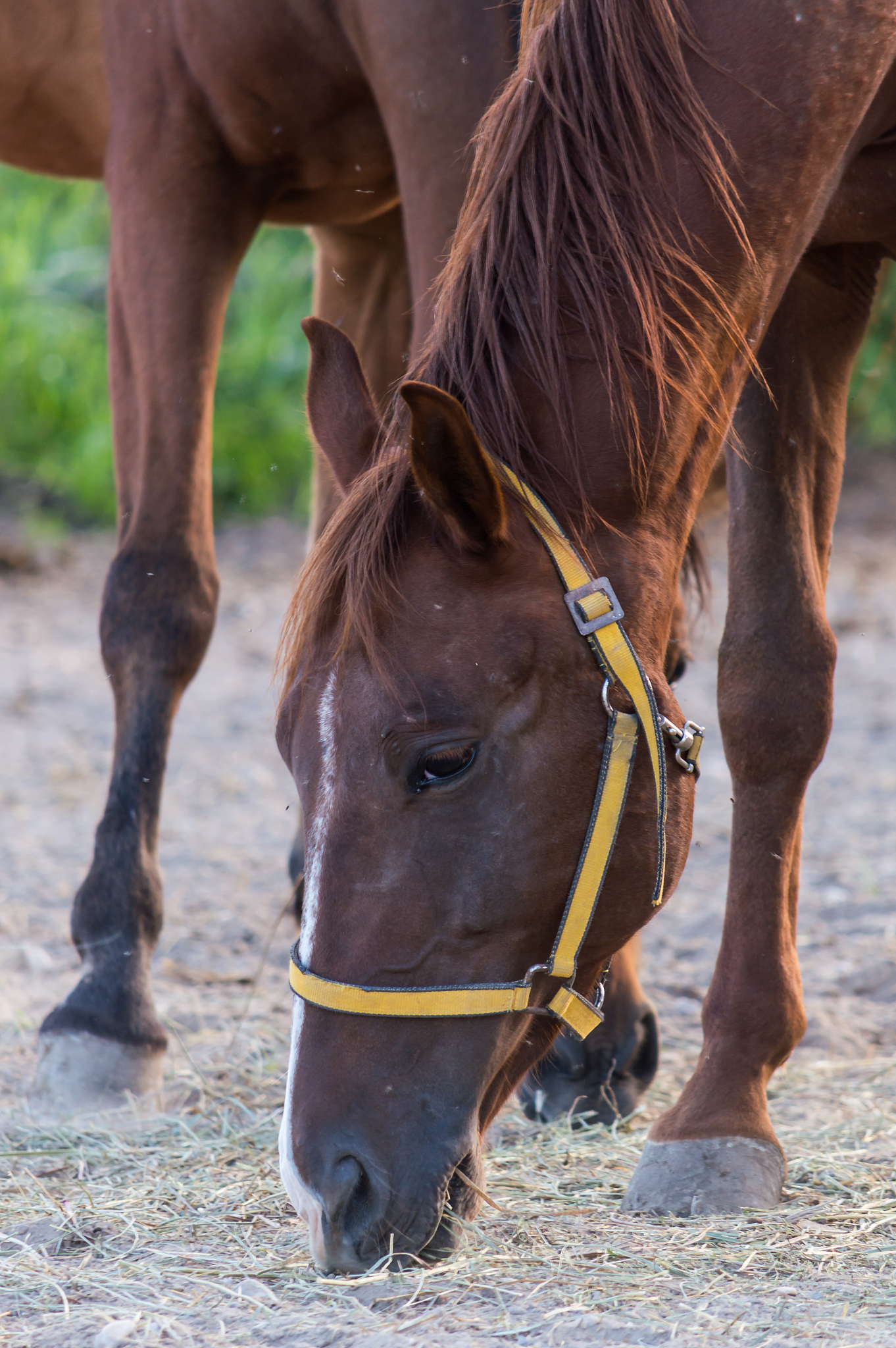portrait of horse