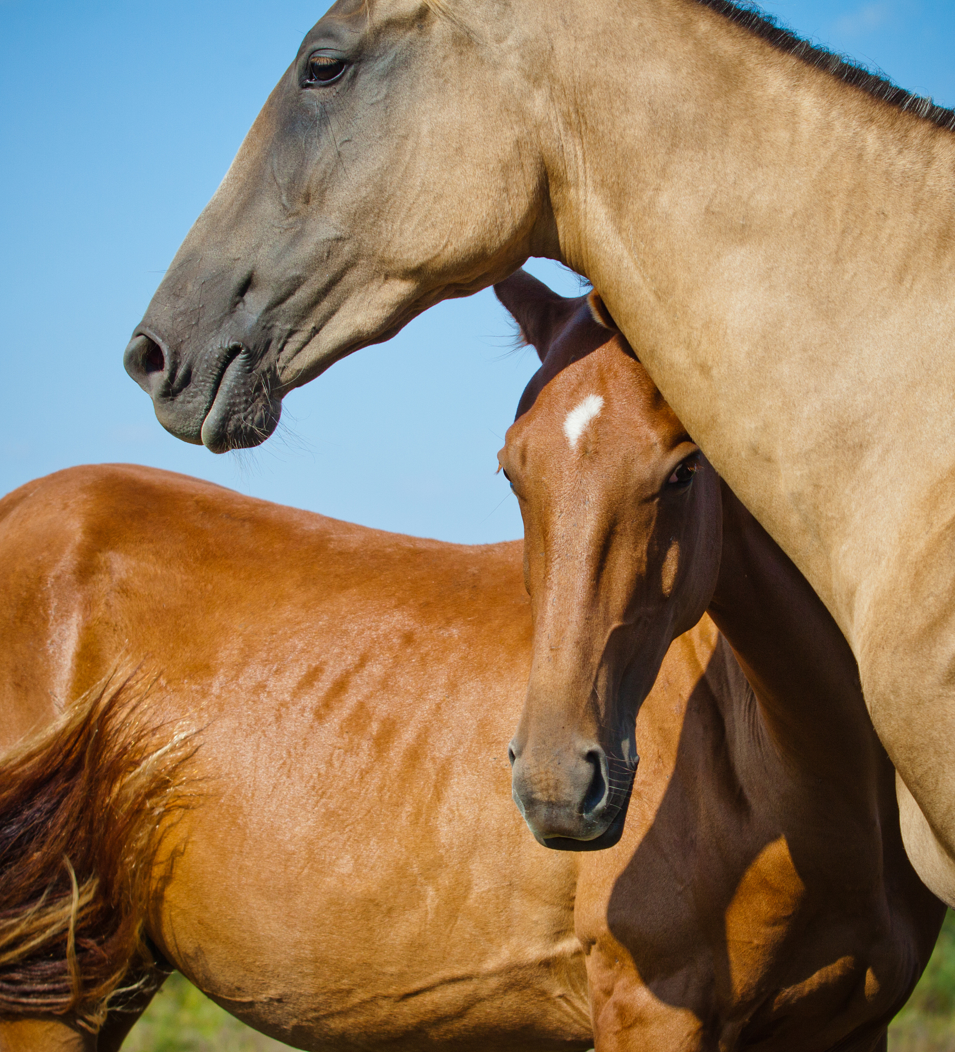 two horses