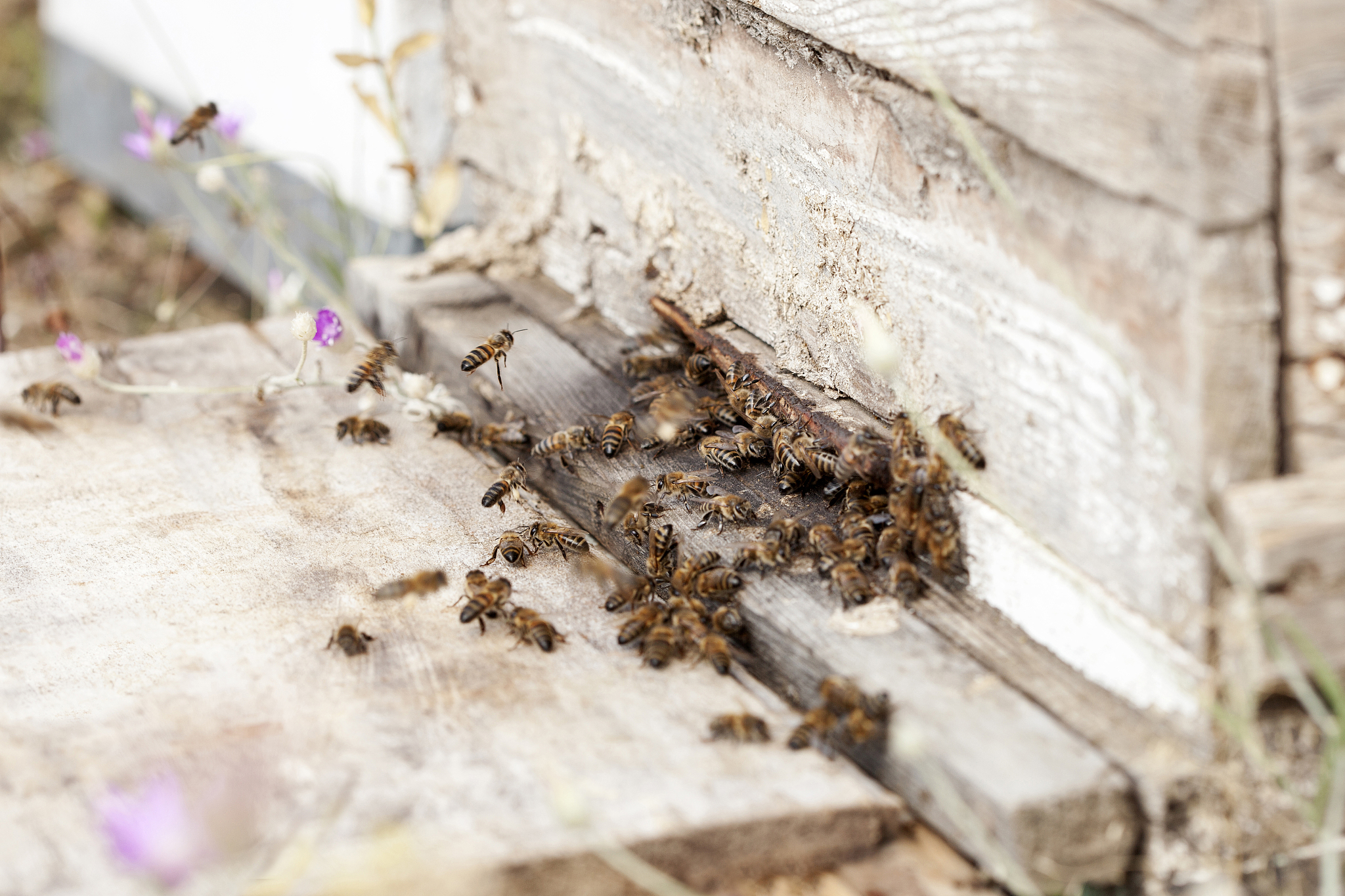 bee