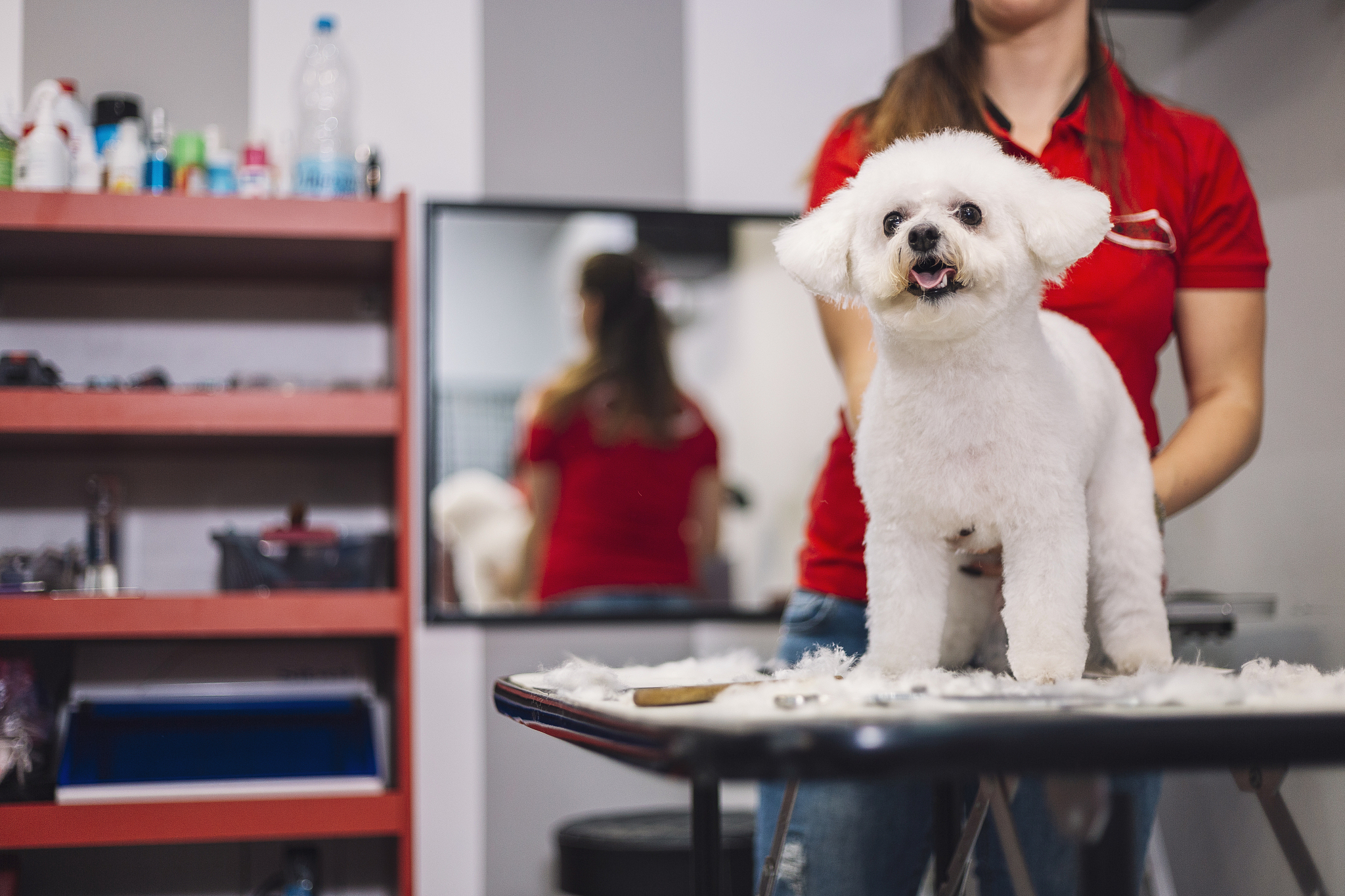 生成几个狗窝的设计方案