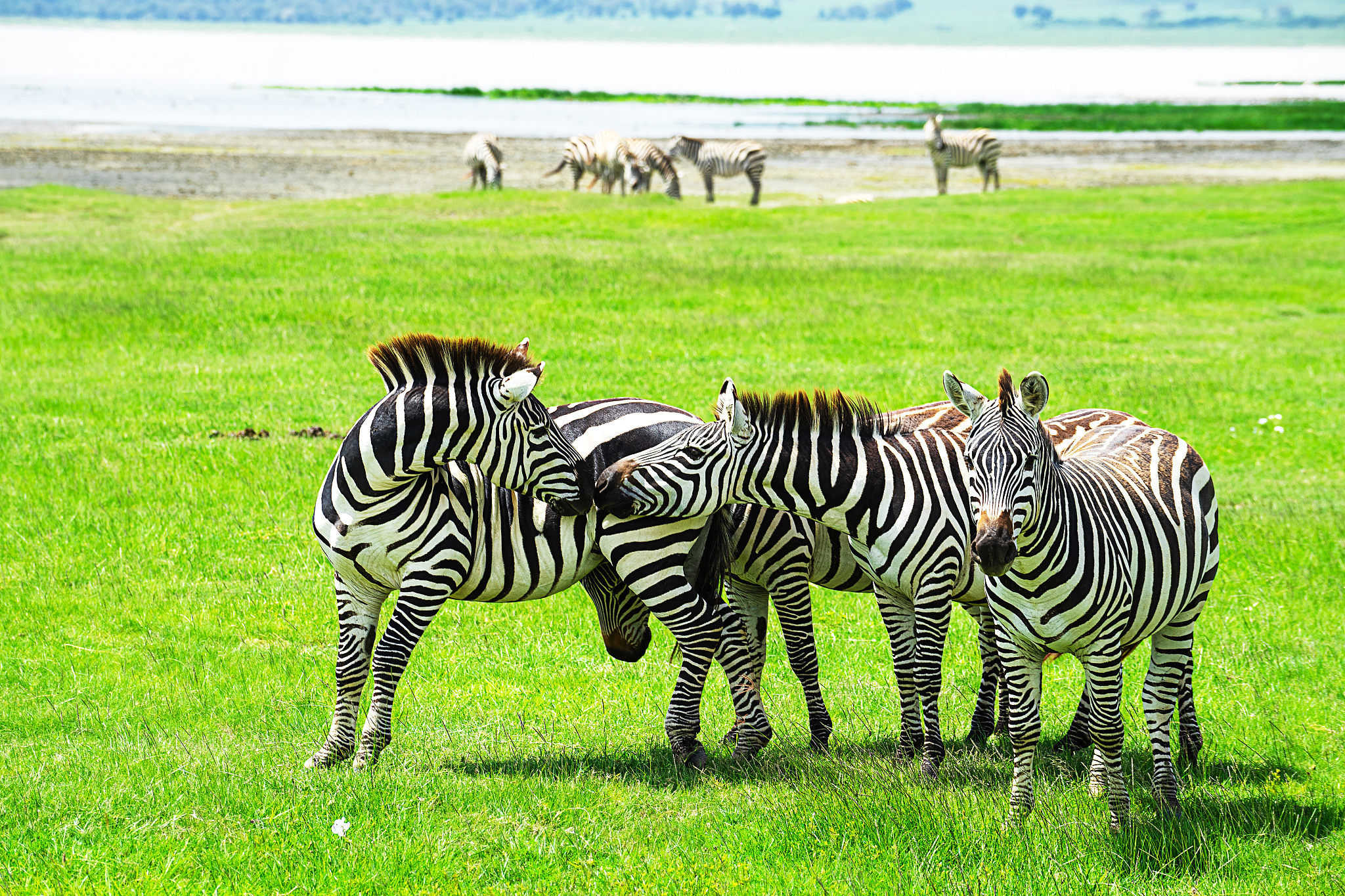 zebra herd in ngorongoro conservation area, tanzania, africa.