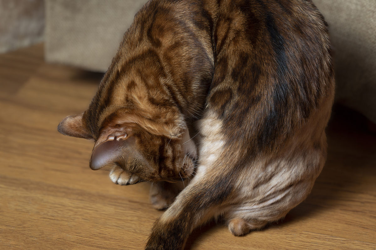 如何治疗神经性皮炎