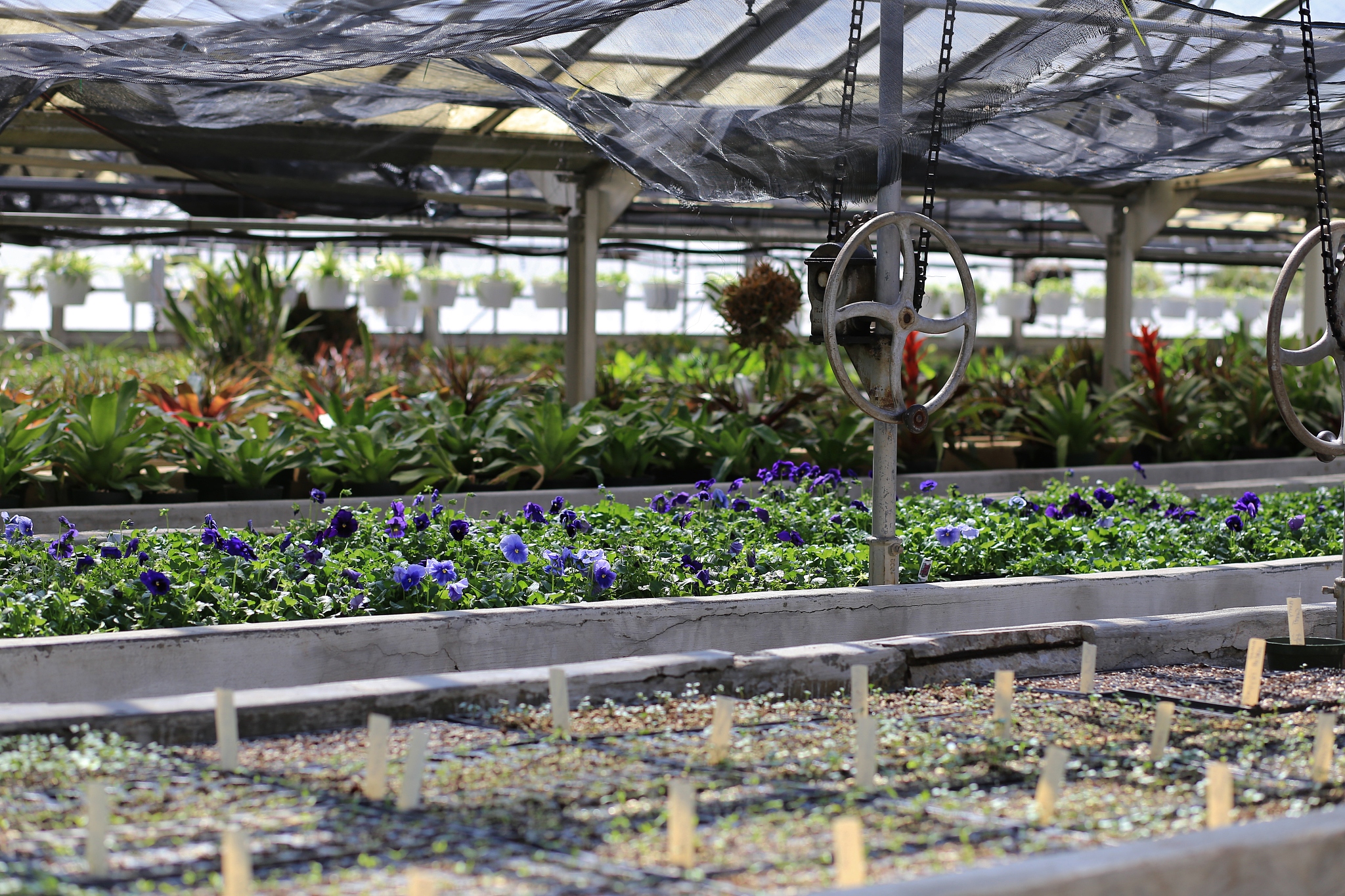 国外花卉智能培育的现状与发展趋势