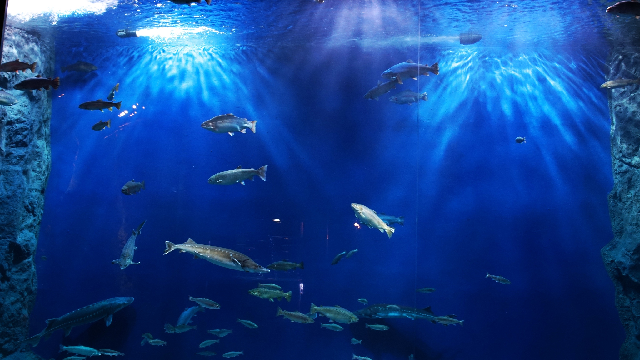 水族科学与技术专科专业怎么样？