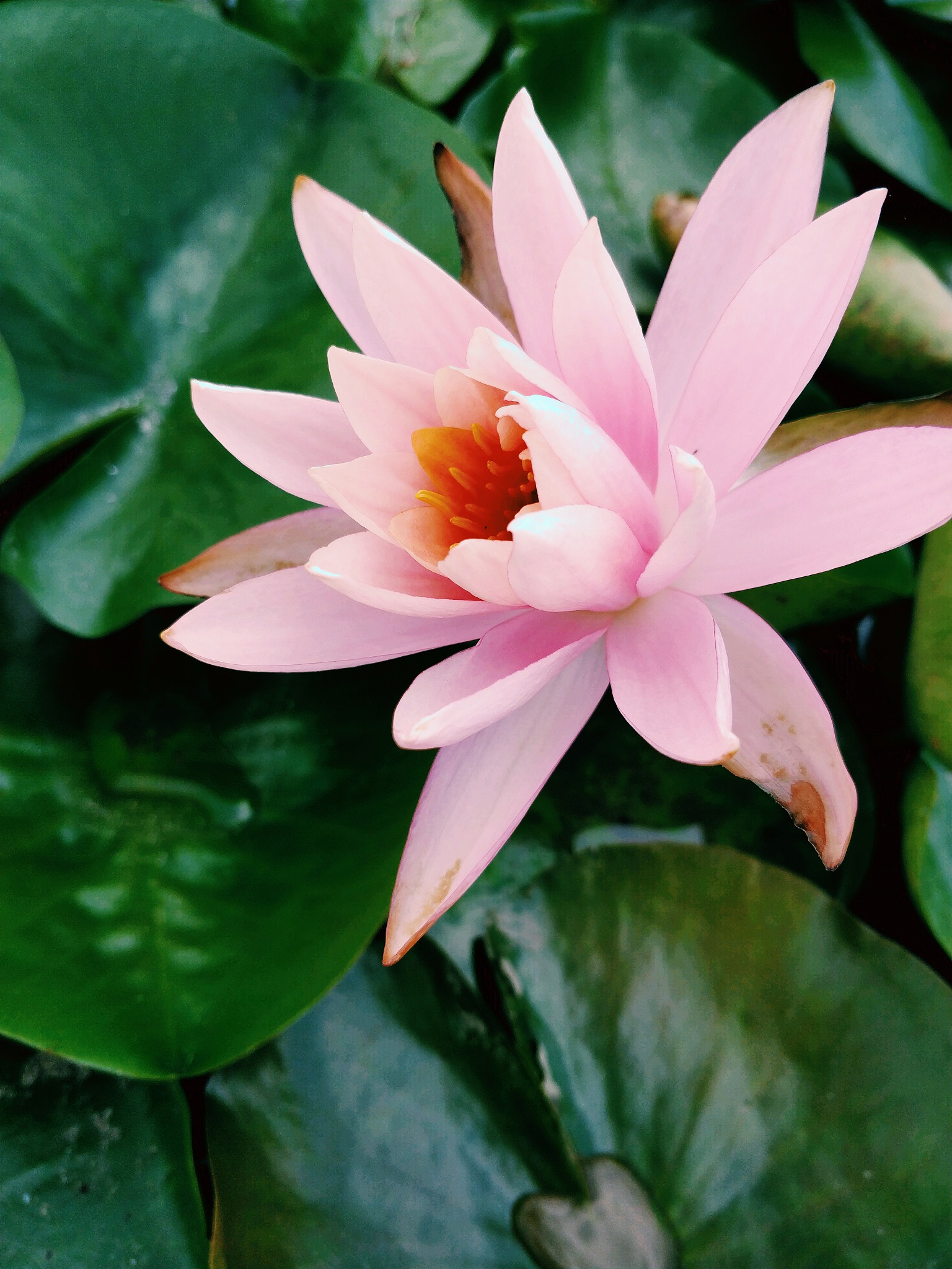 佛山市高明区纪念中学地址在哪里-怎么去