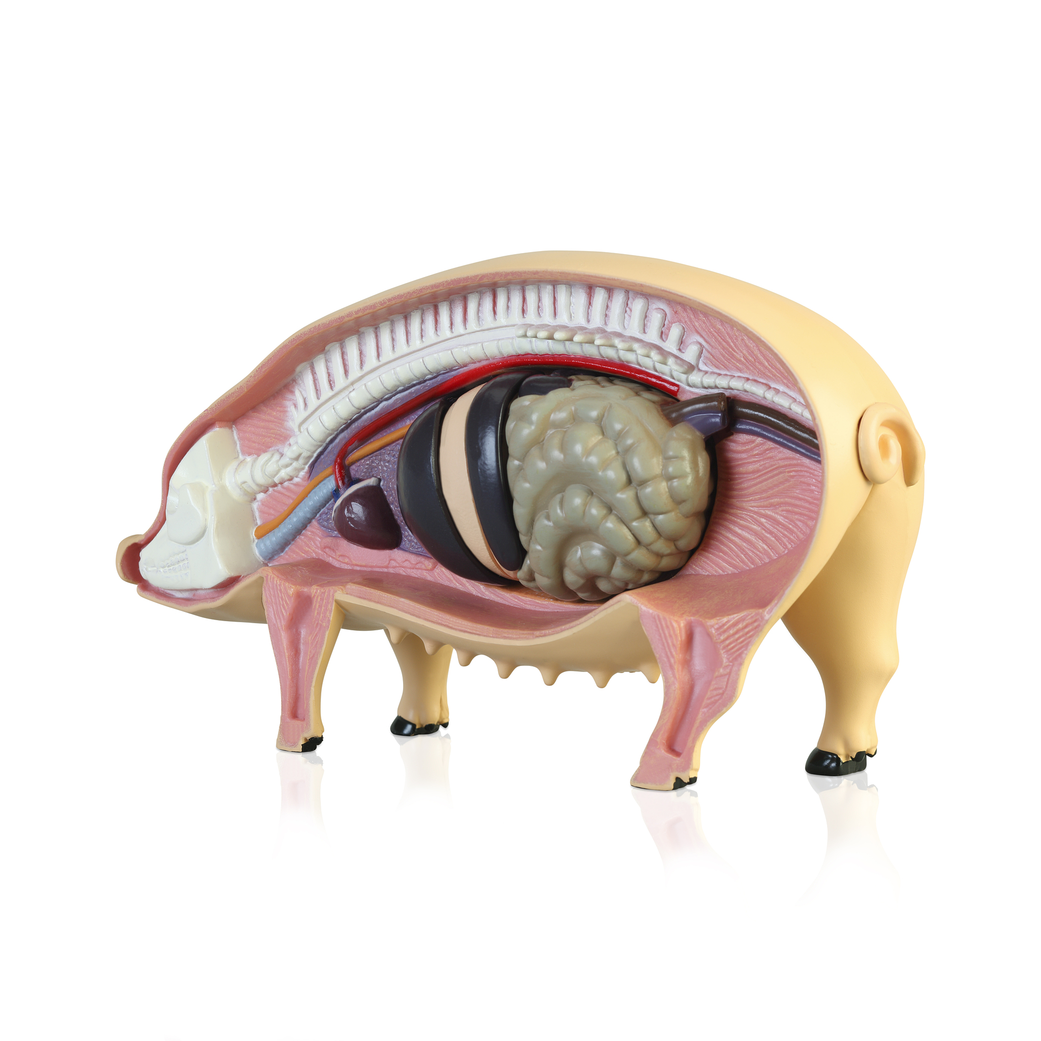 商丘职业学院畜牧兽医专业如何