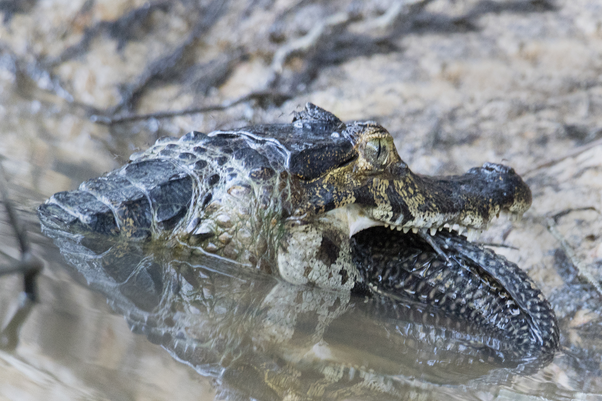 yacure caiman eating a fish
