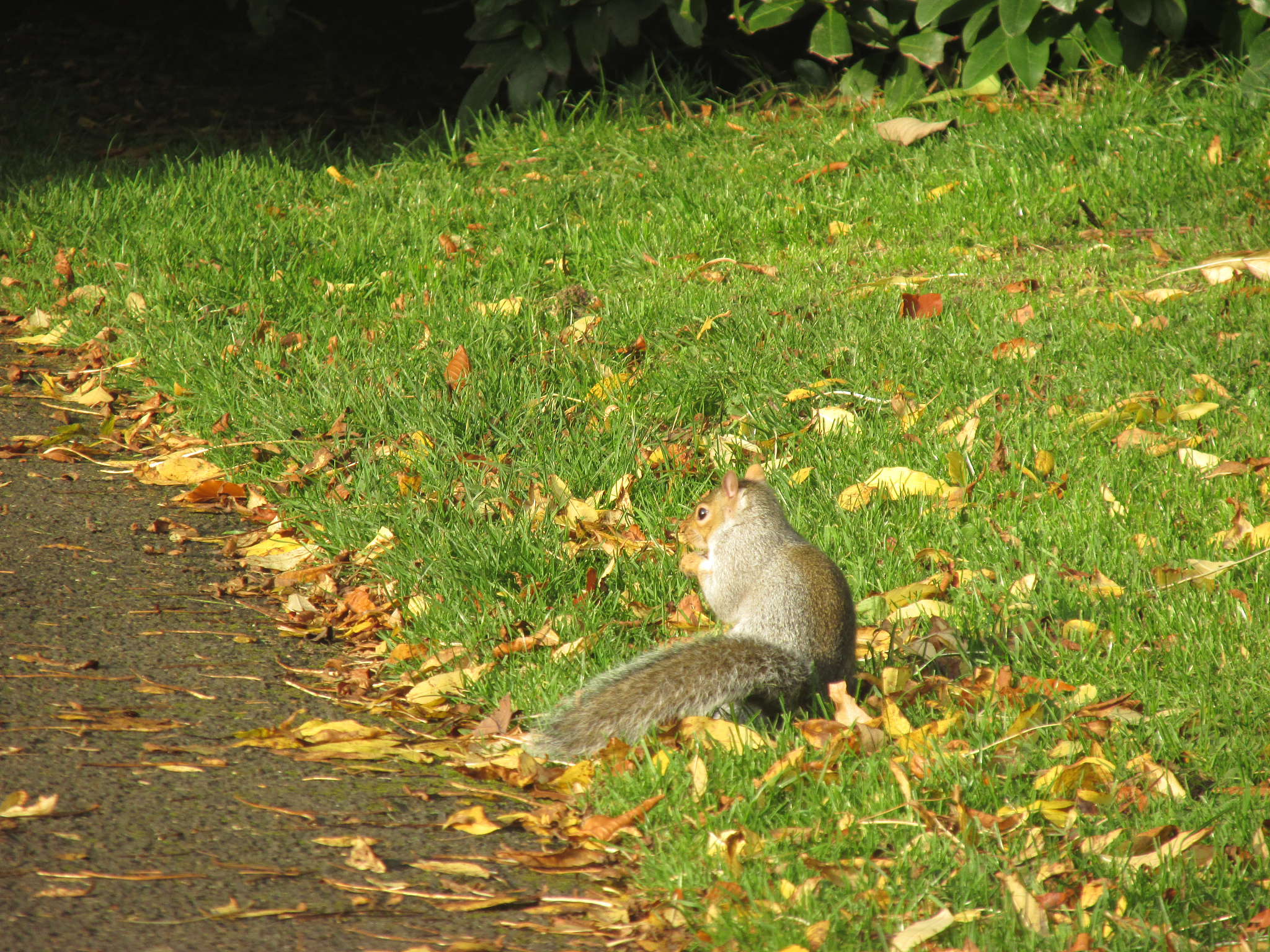 公园动物观察日记：小松鼠、兔子、青蛙和小鸟
