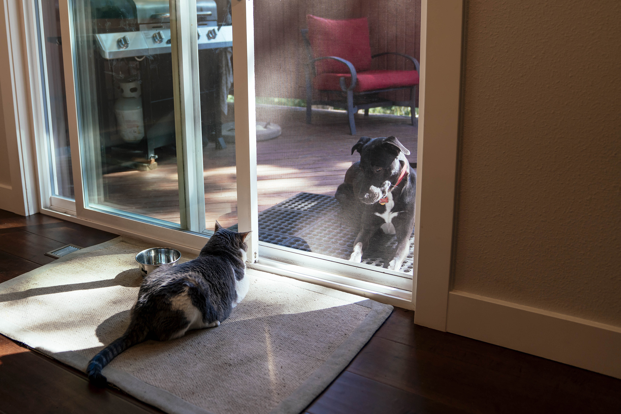 以独居生活中养猫还是养狗更好？重新编写标题写一篇1100字文章