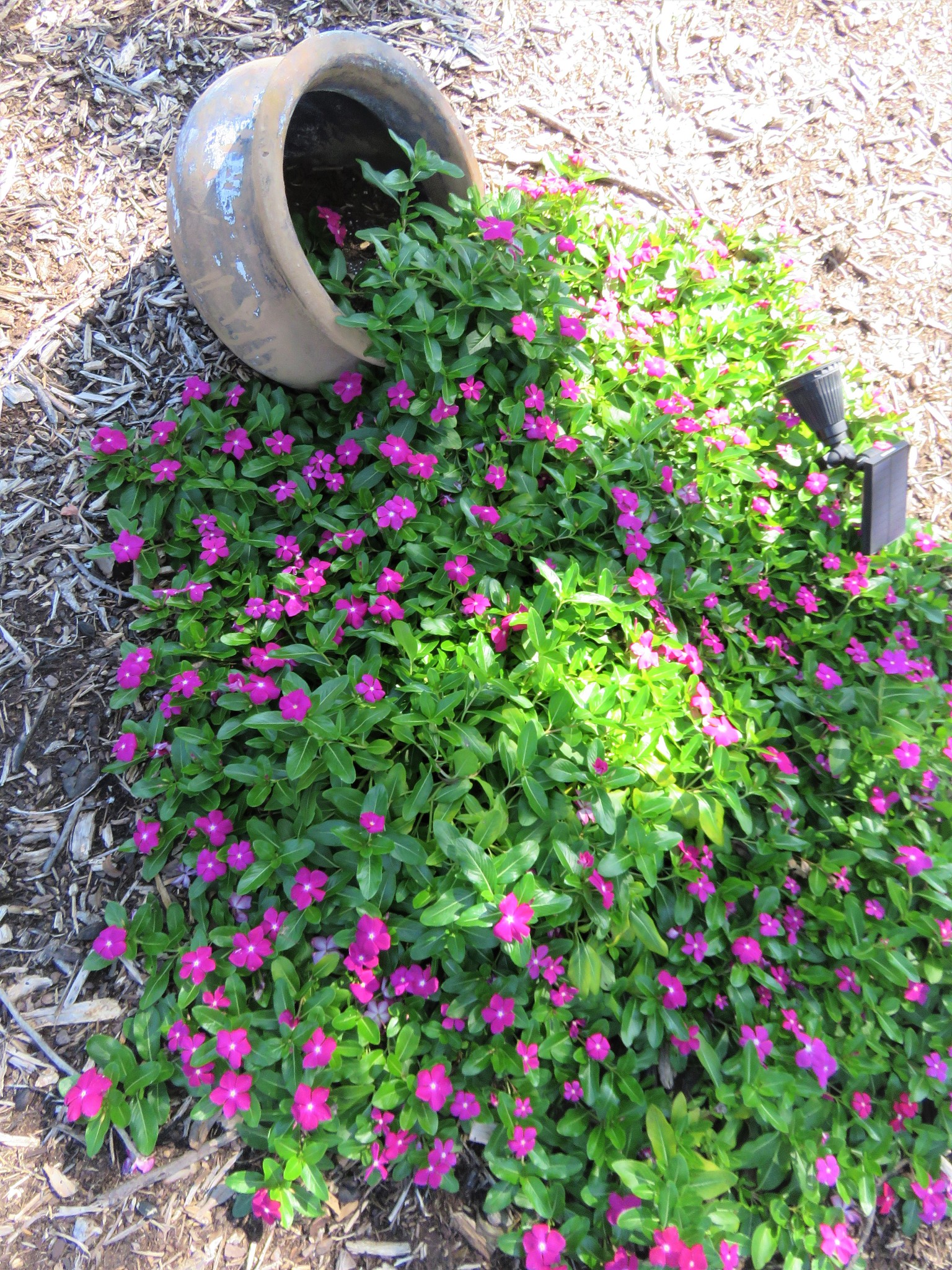 河南农业职业学院园林技术专业好就业吗