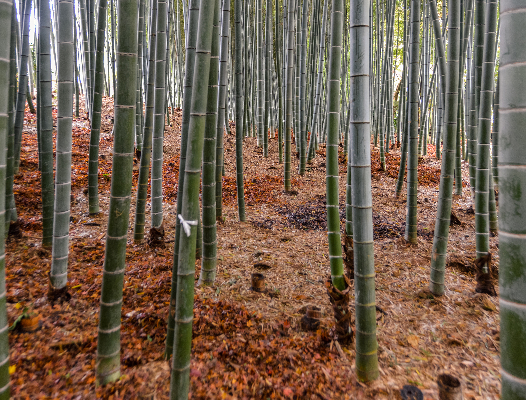 bamboo forest - japan
