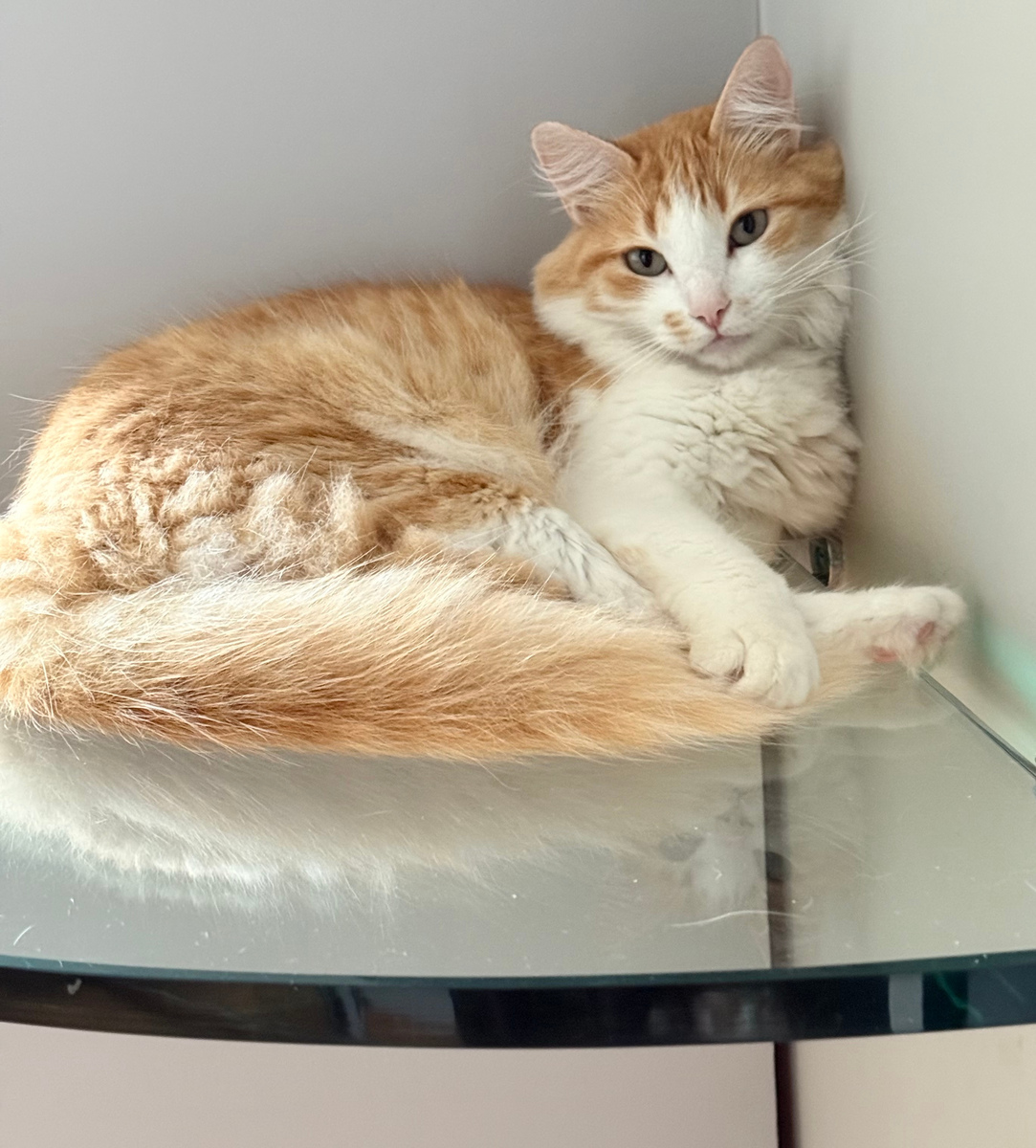 猫咪睡觉的可爱姿态：文字描写