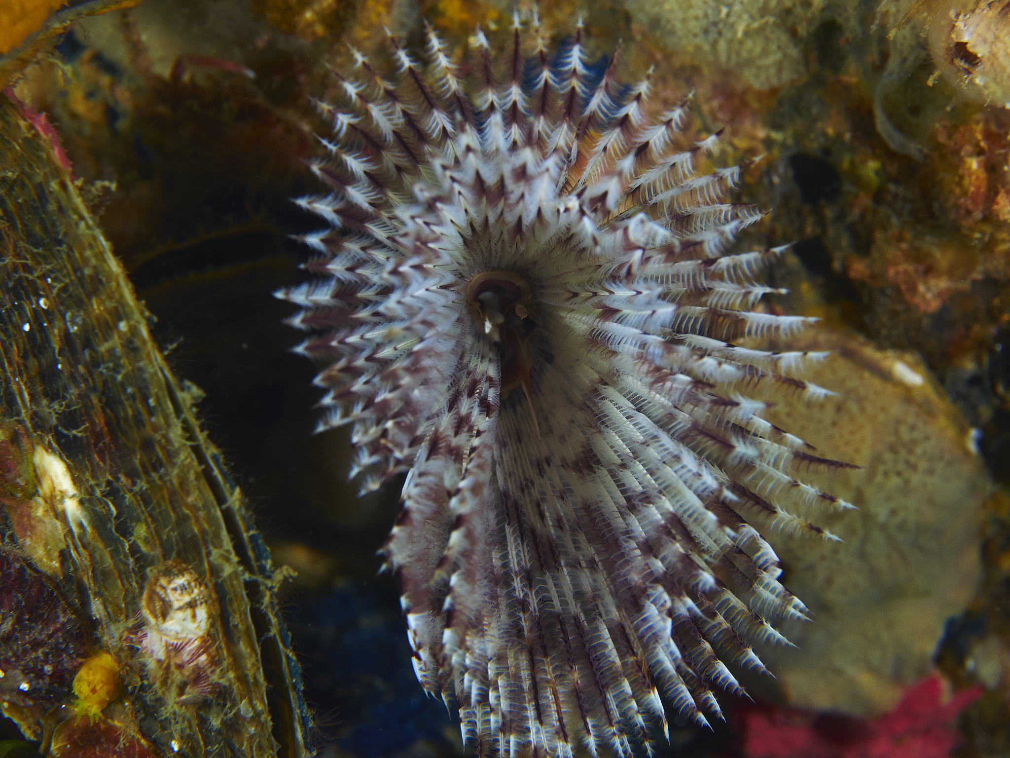 🌿☀️叶羊海阔鱼：这种会光合作用的小可爱，你想养吗？☀️🌿