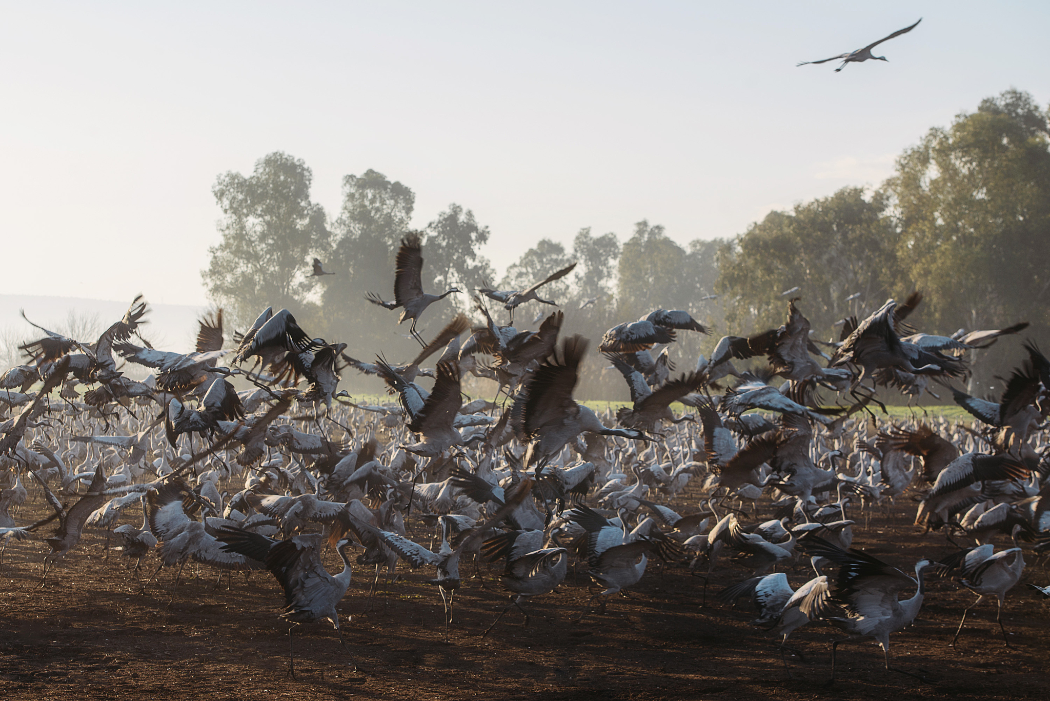 cranes on field