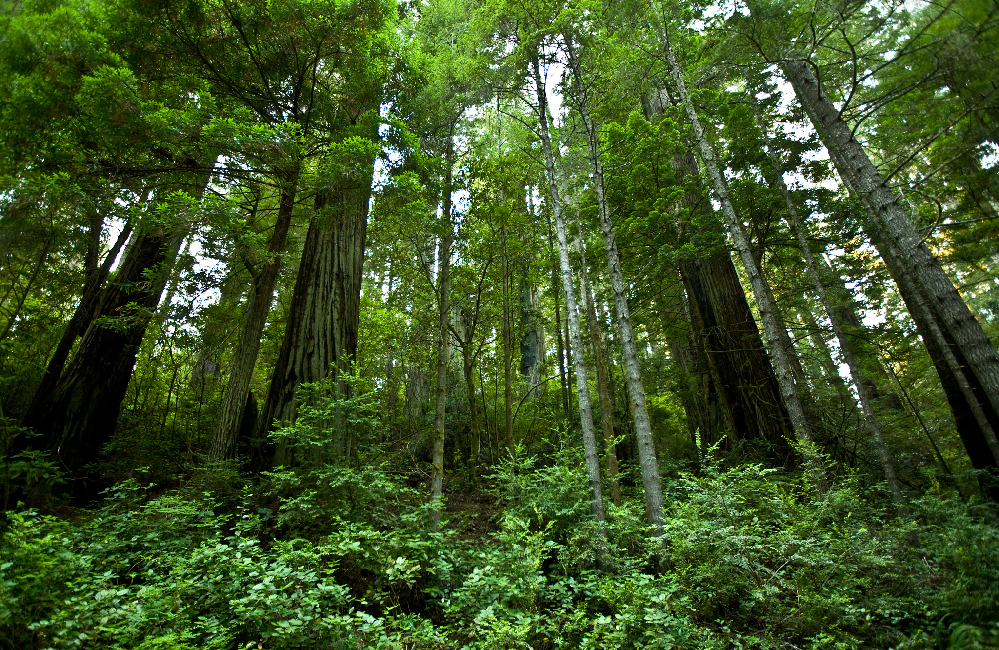 森林类型分类：针叶林、阔叶林、热带雨林等