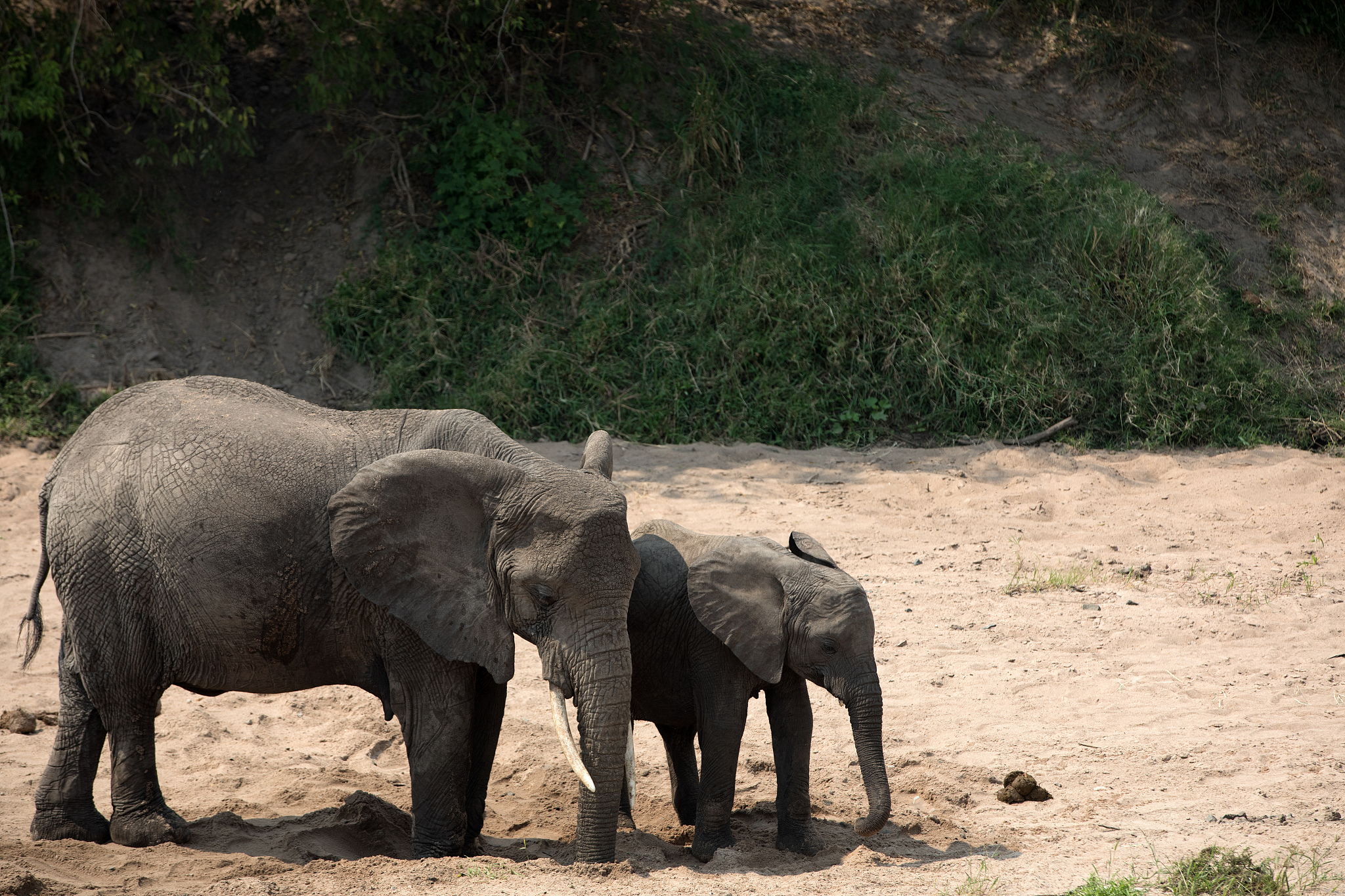 an elephant herd in tanzania