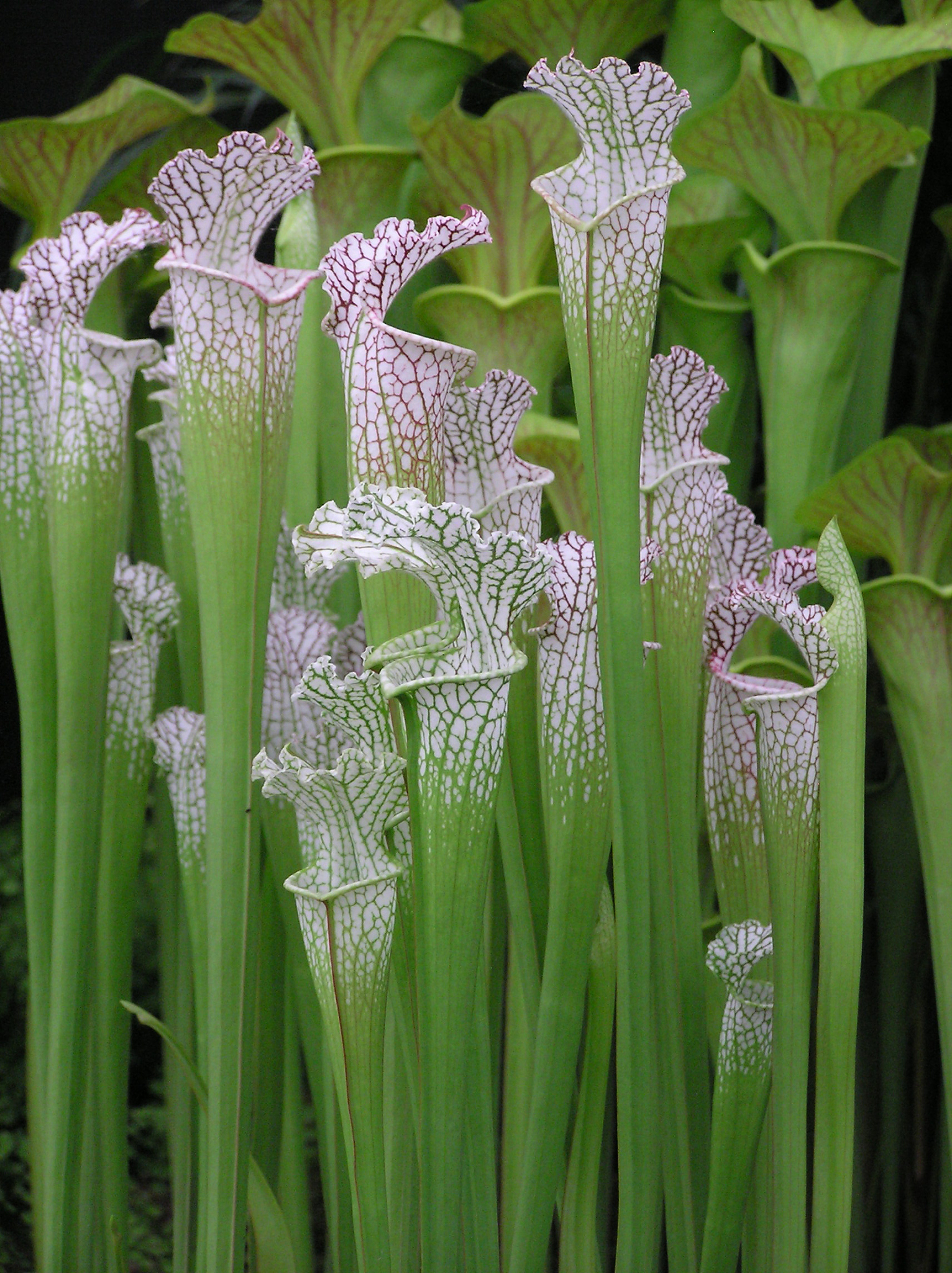 exotic plants