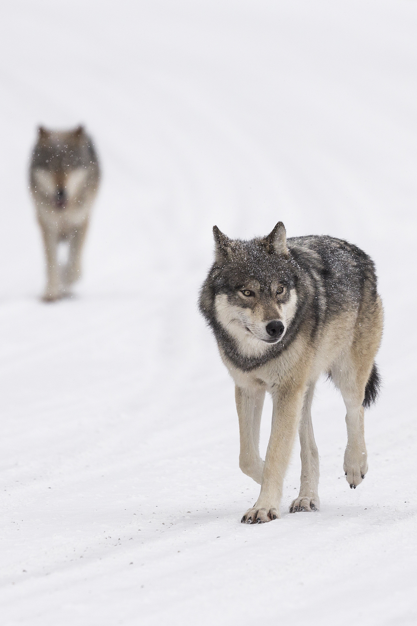 狼报恩有科学依据吗，