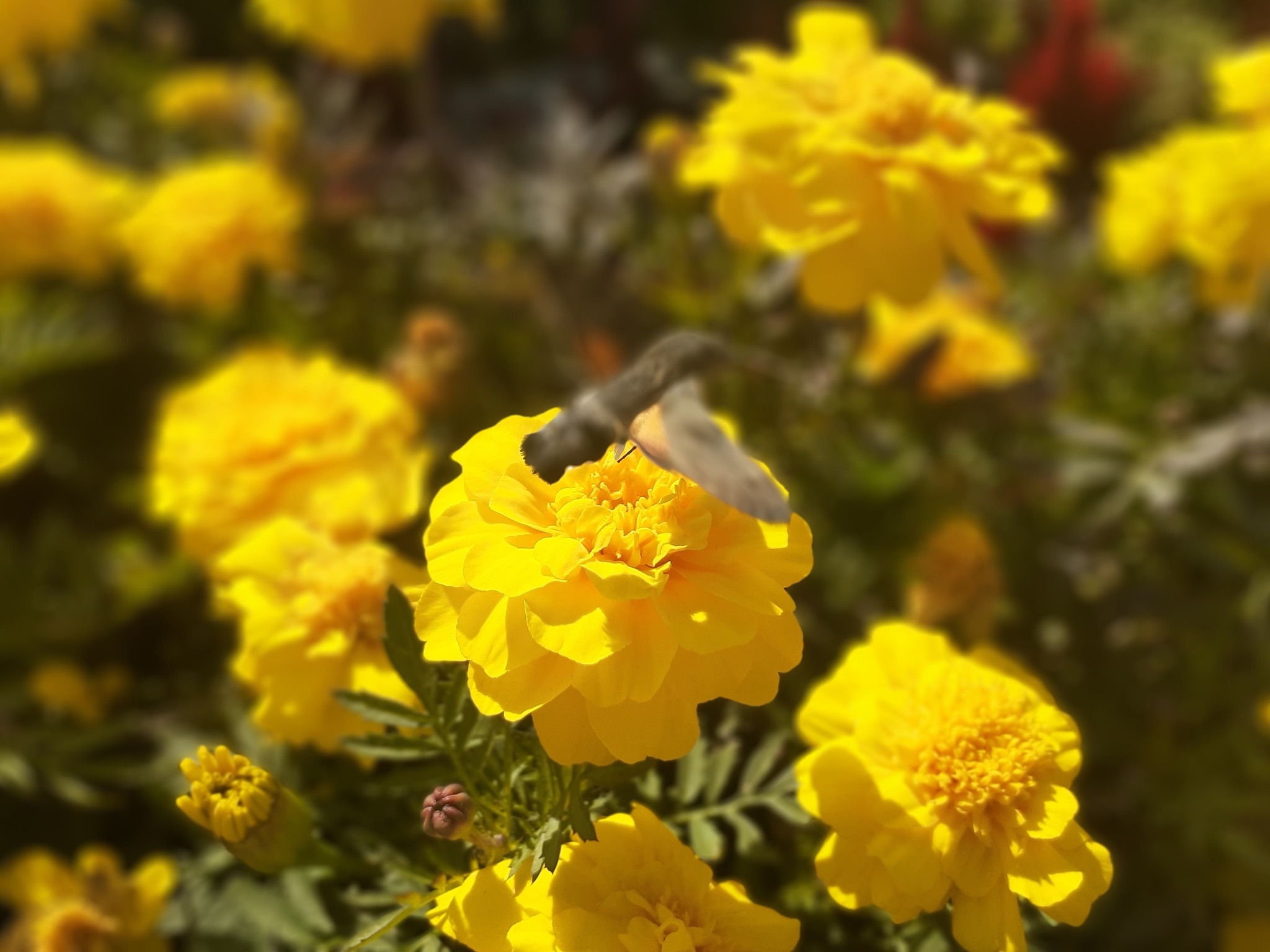 魅魔莉莉丝言灵魅惑系技能树图 - 10个技能详解