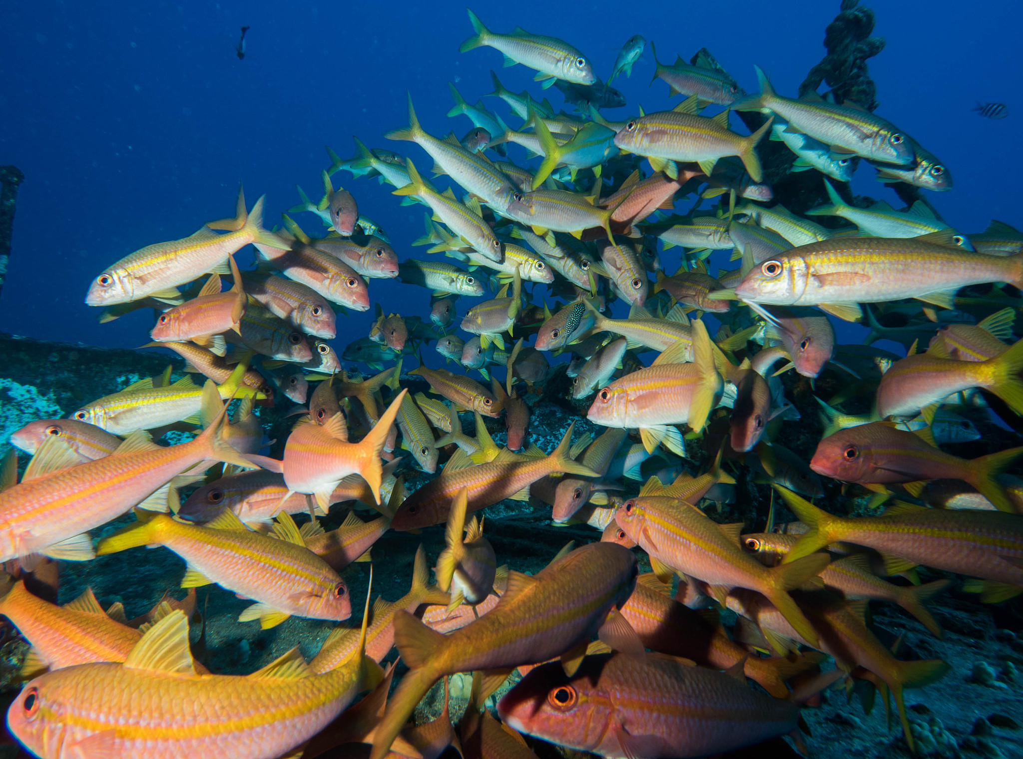scuba diving shipwreck