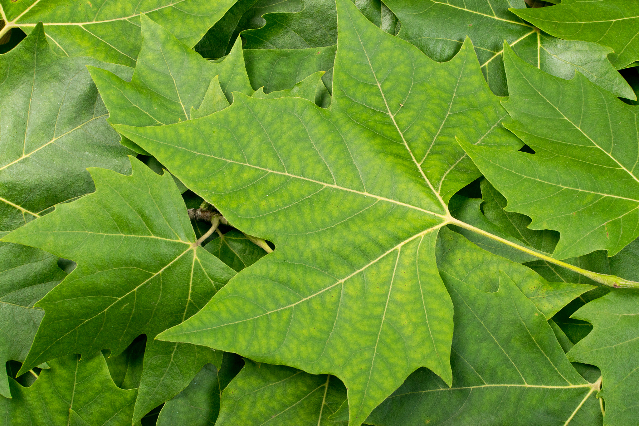 green lush natural background of tree leaves