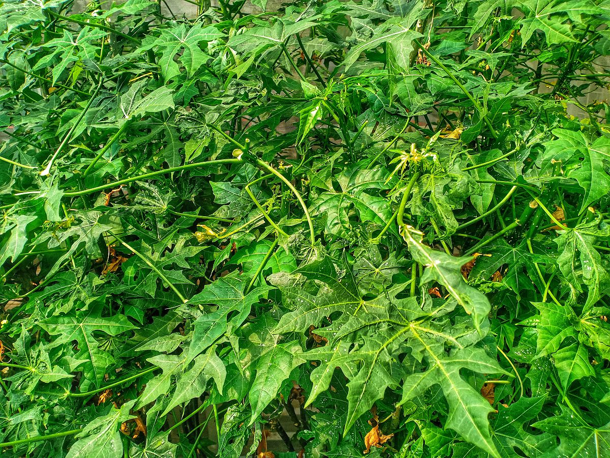 广西职业技术学院茶树栽培与茶叶加工专业好就业吗