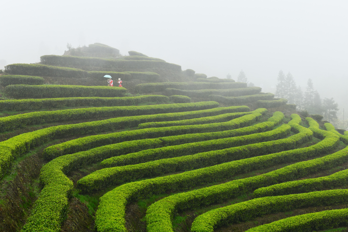 竹溪县黄花沟村茶园农场的介绍