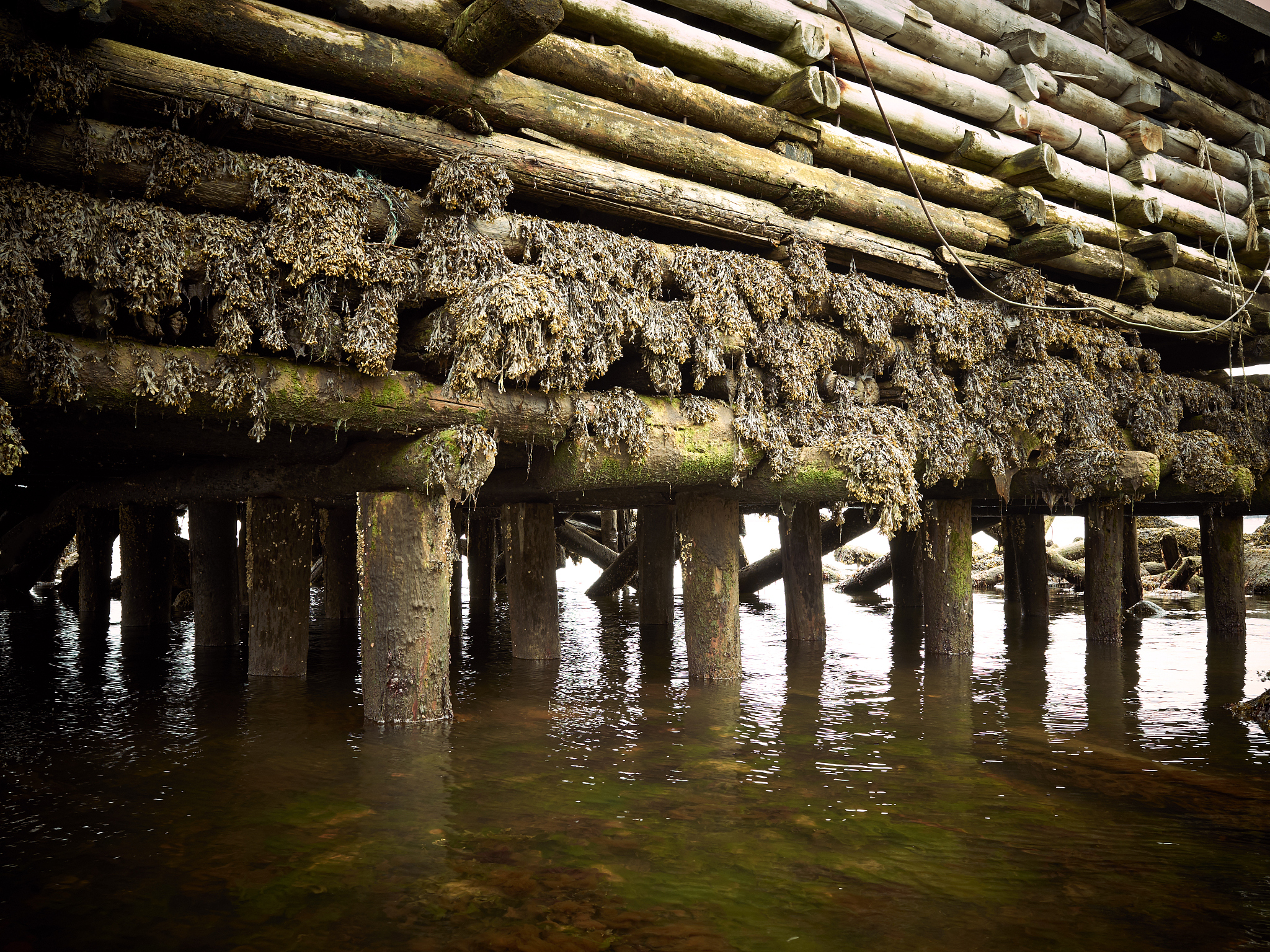 close up old wall wooden pier logs, seaweed