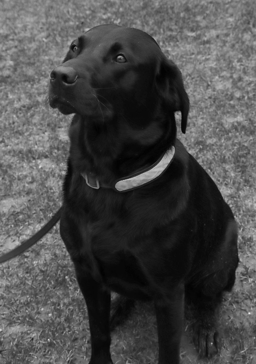 可以帮我家新成员起个名字么？他是一只黑色的小狗