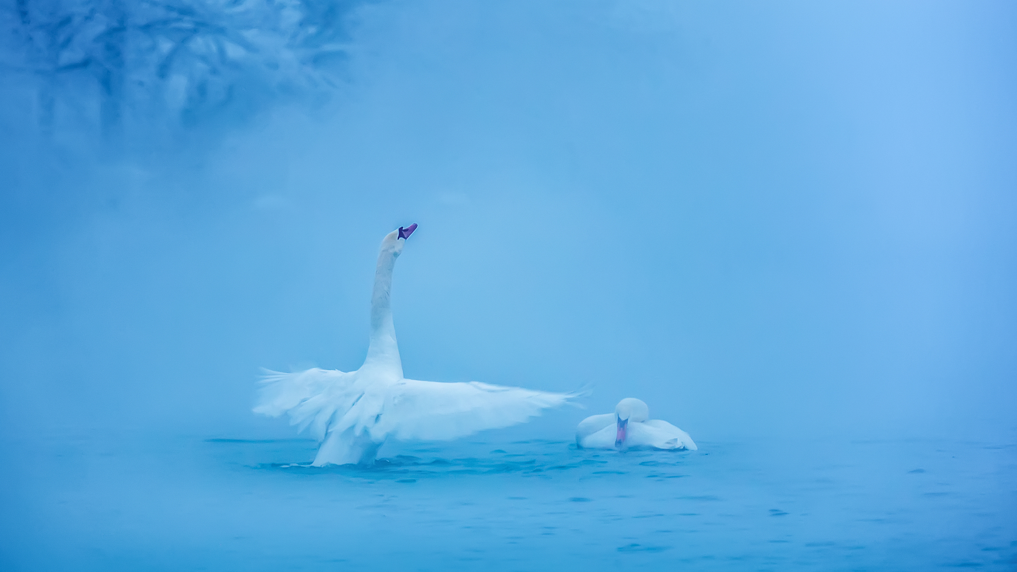 翻译：Goose goose goose with a curved neck singing towards the sky White feathers float on the green water while red palms stir the clear waves