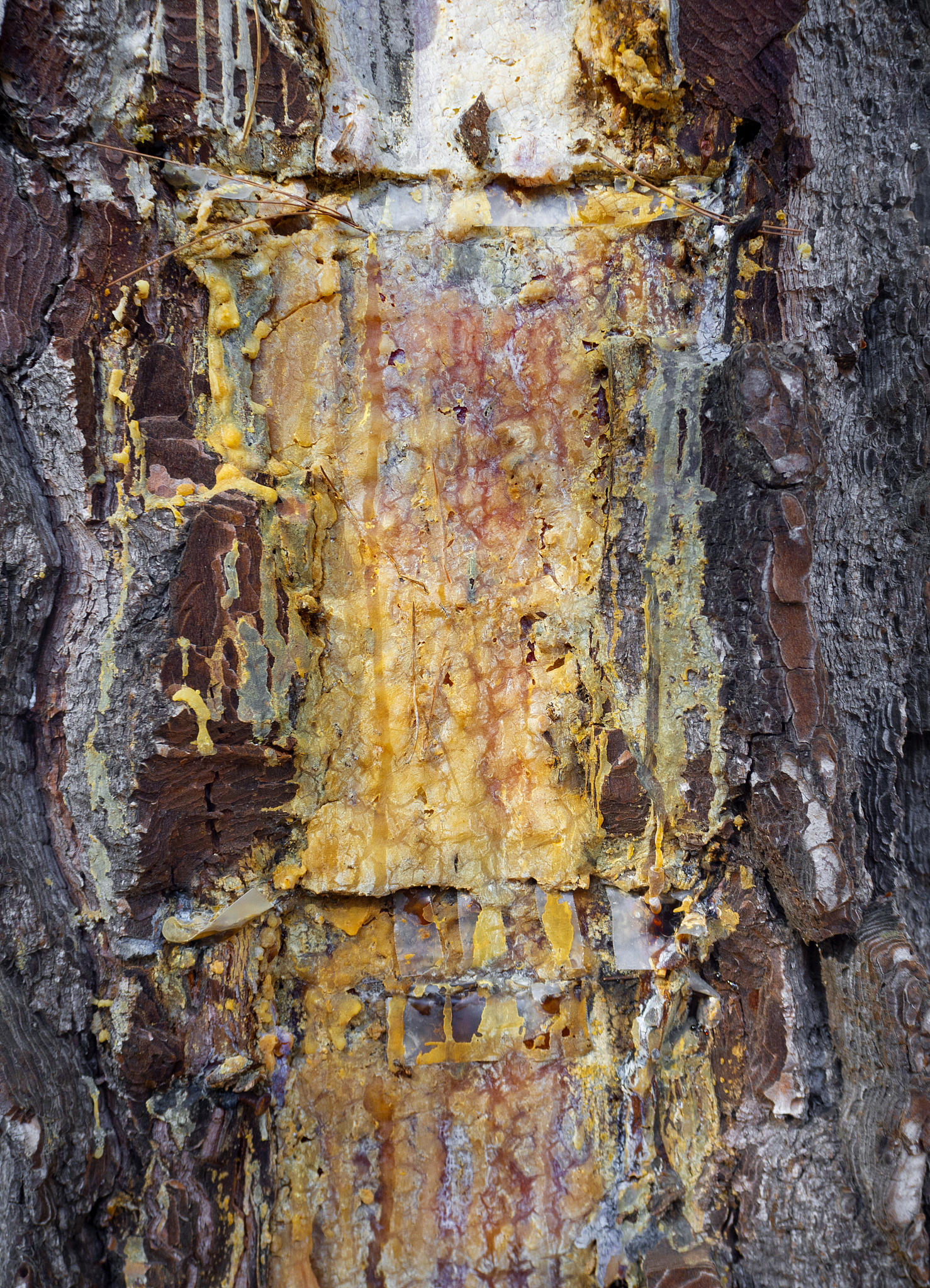 texture of pine resin left over after collecting on wine