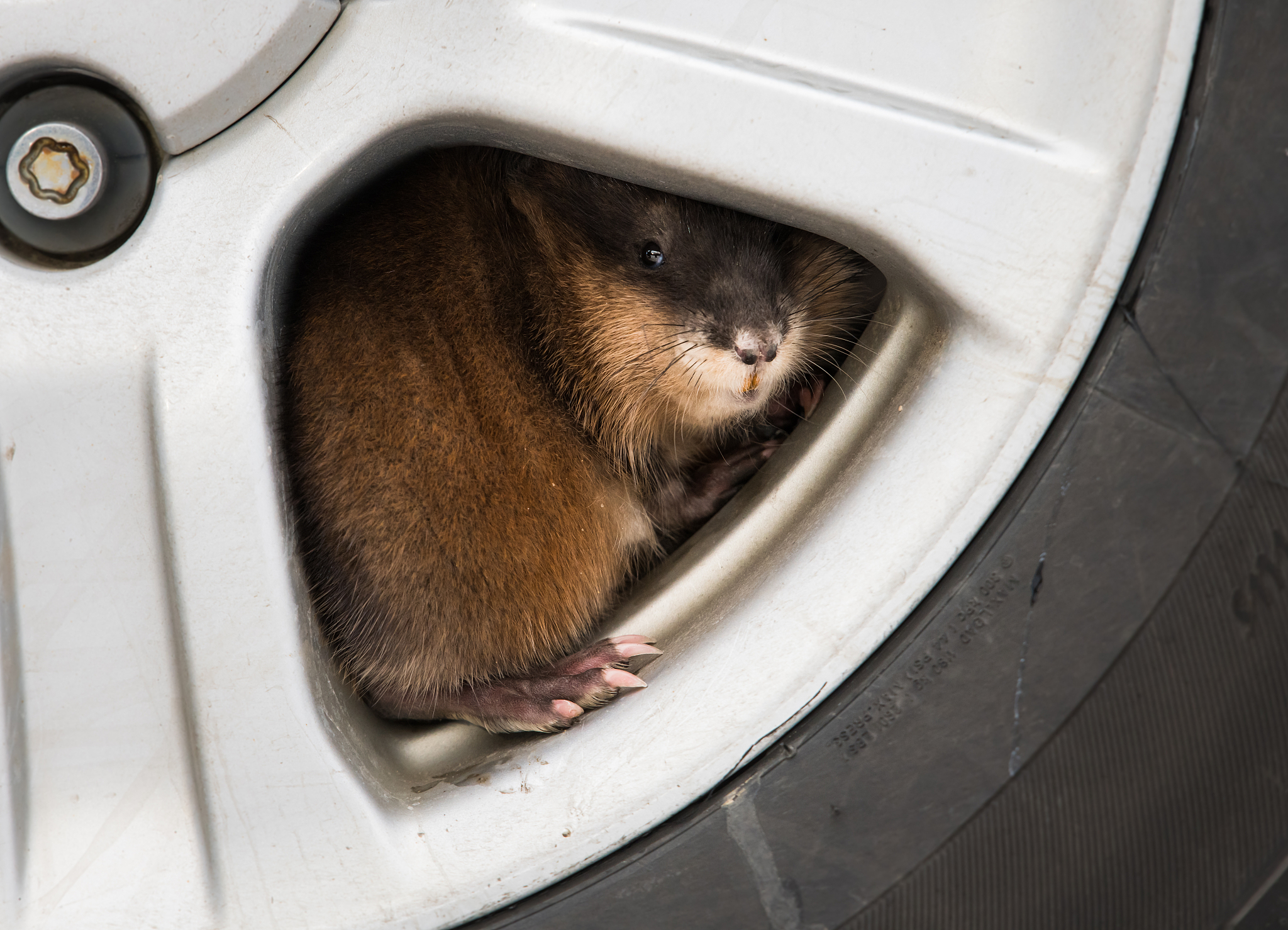 Ice Age 1 movie English dialogueWhy not call it the Big Chill or the Nippy era Im just saying how do we know its an Ice age Because of all the ice Well things just got a little chillier Help Help Come