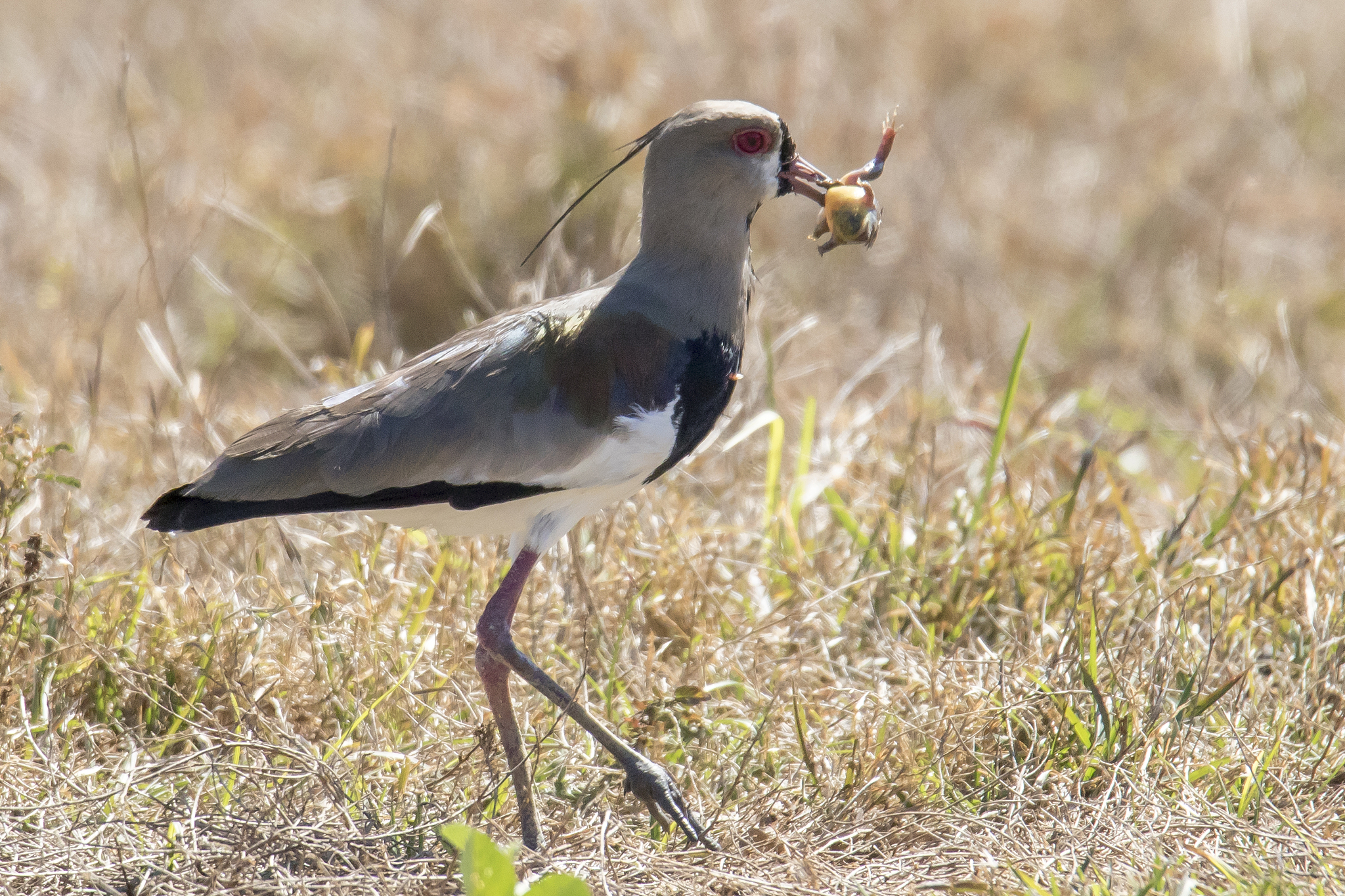 southern lapwing eating a frog