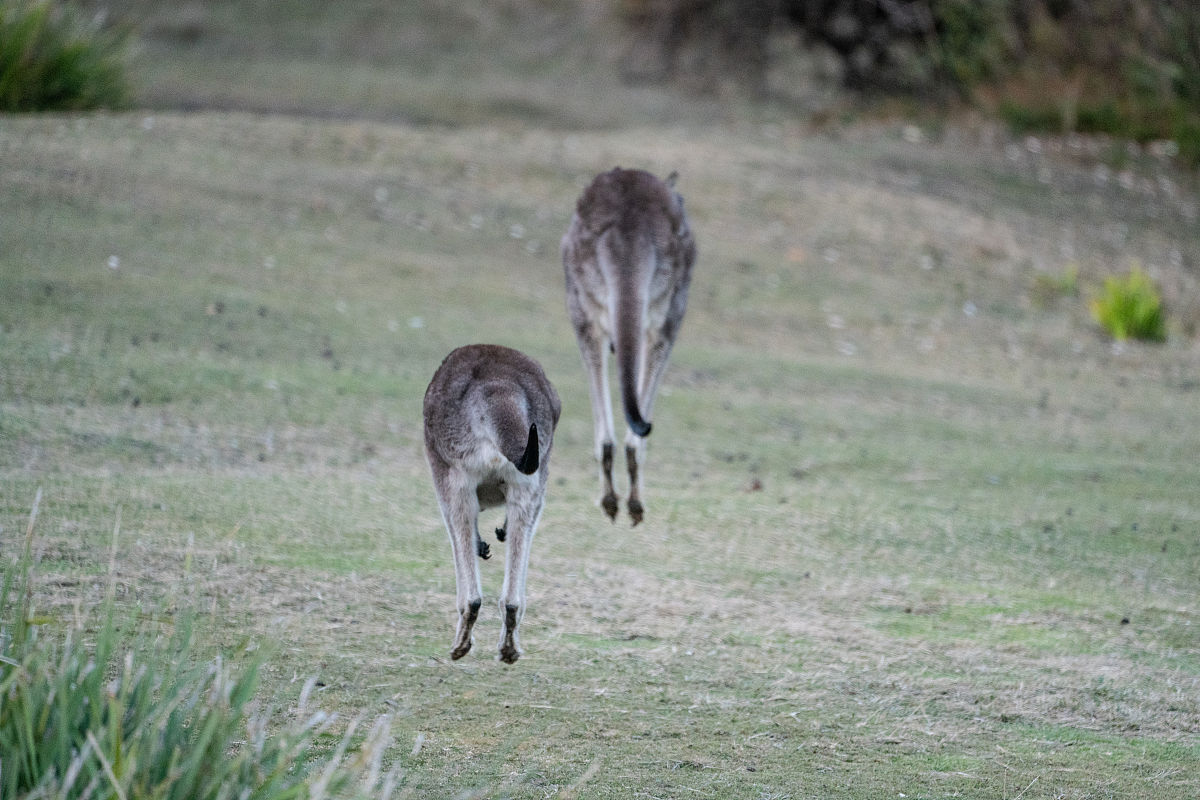 袋鼠跳跃高度：2.62米，初始速度计算