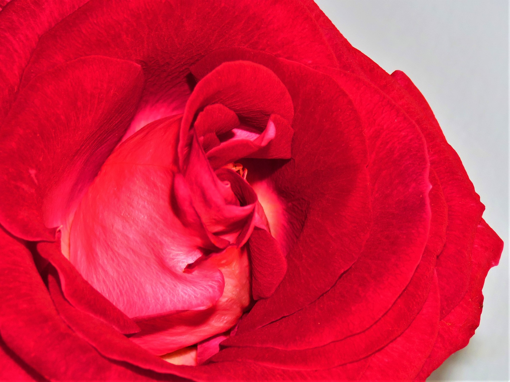 30字红玫瑰的差评