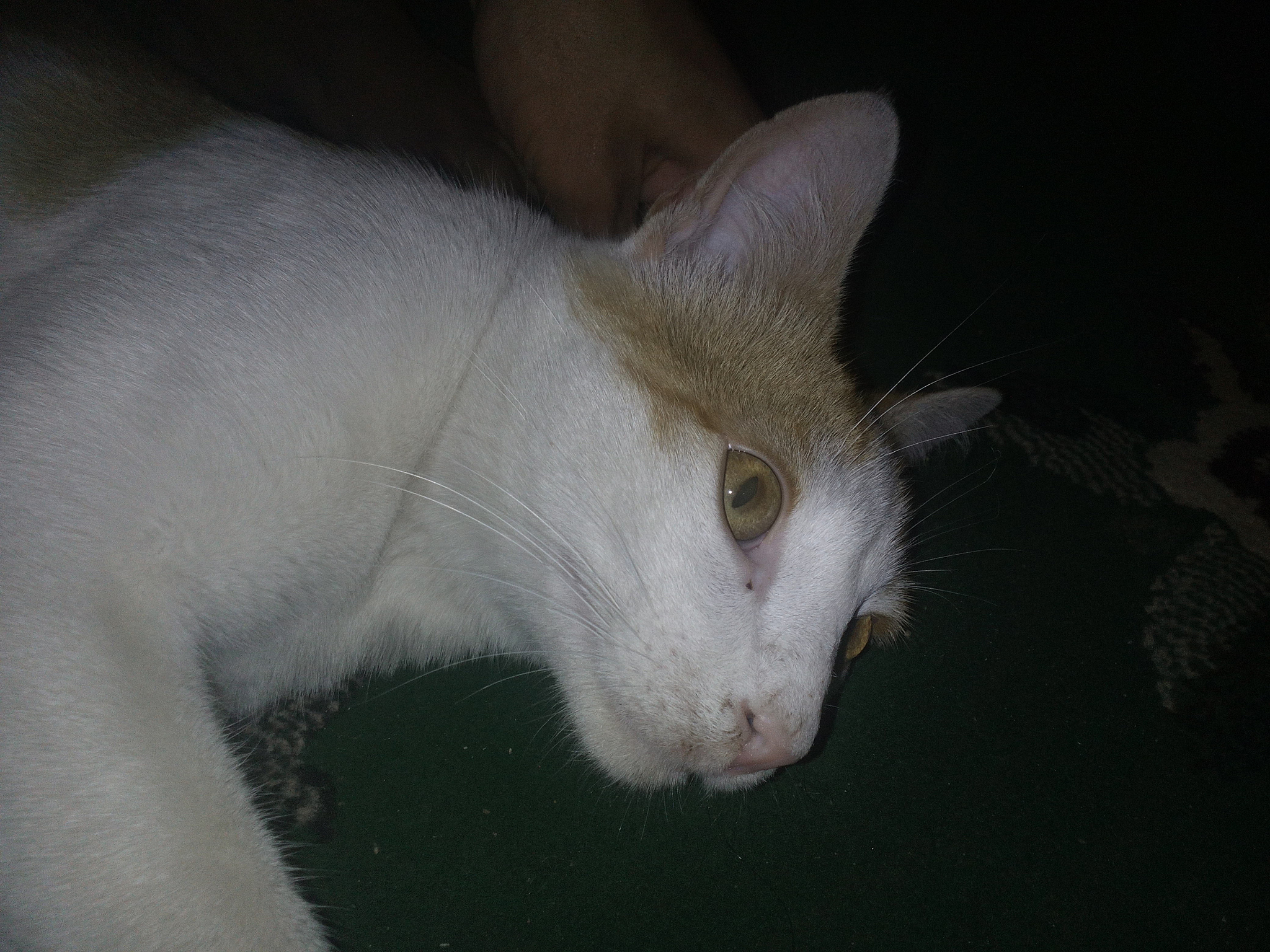 猫传染性腹膜炎FIPV怎么治？