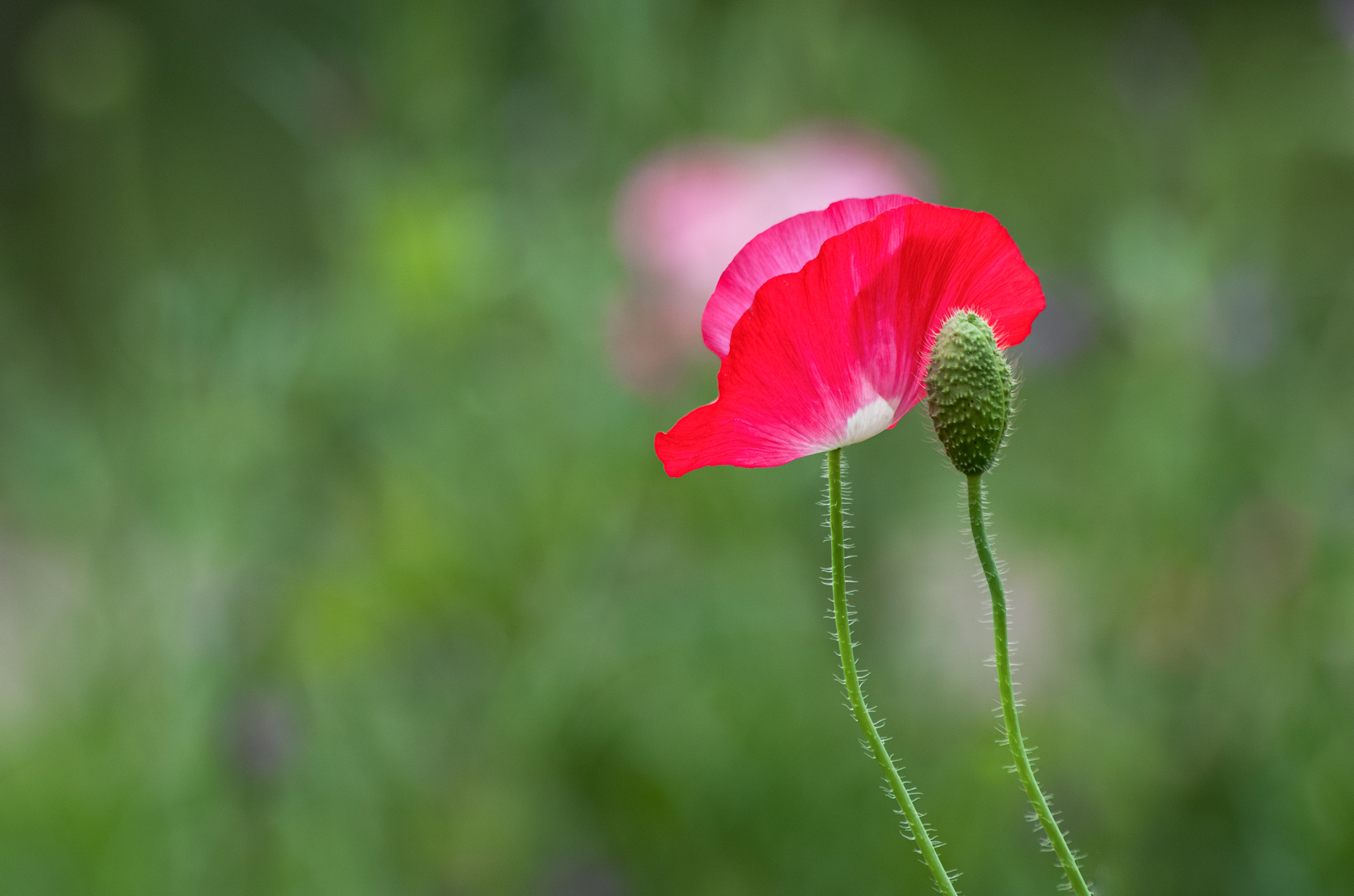 虞美人这么美没人会不爱！
