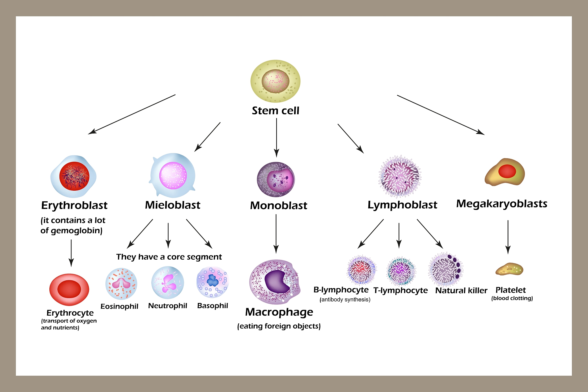 DEVELOPMENTAL CELL 杂志：细胞发育与分化的前沿研究