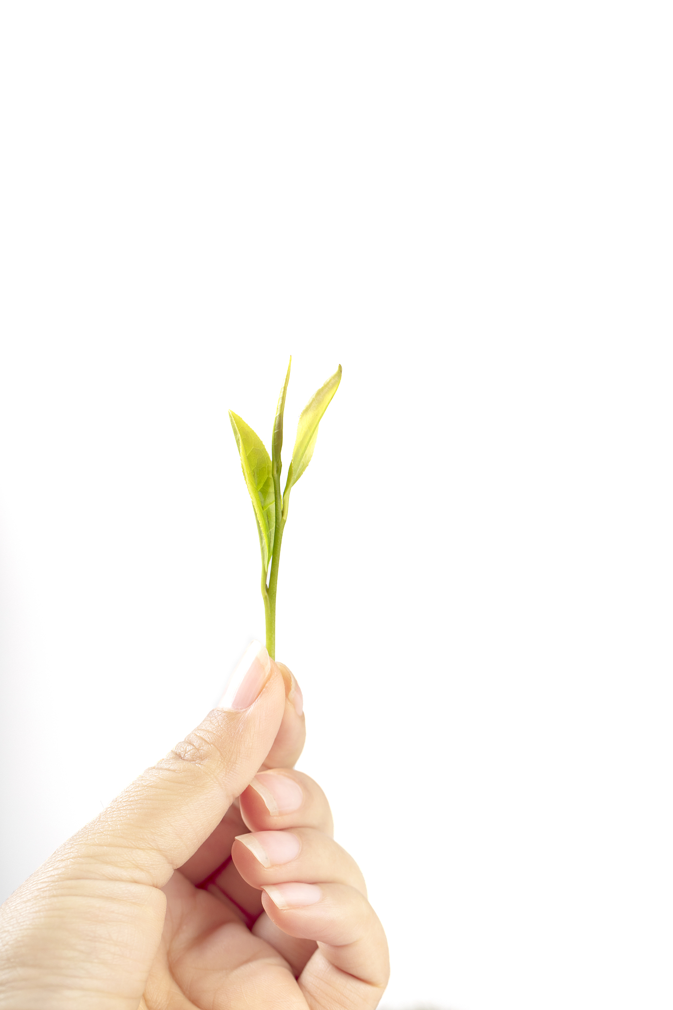 采摘茶叶后开始挑选与制作绿茶