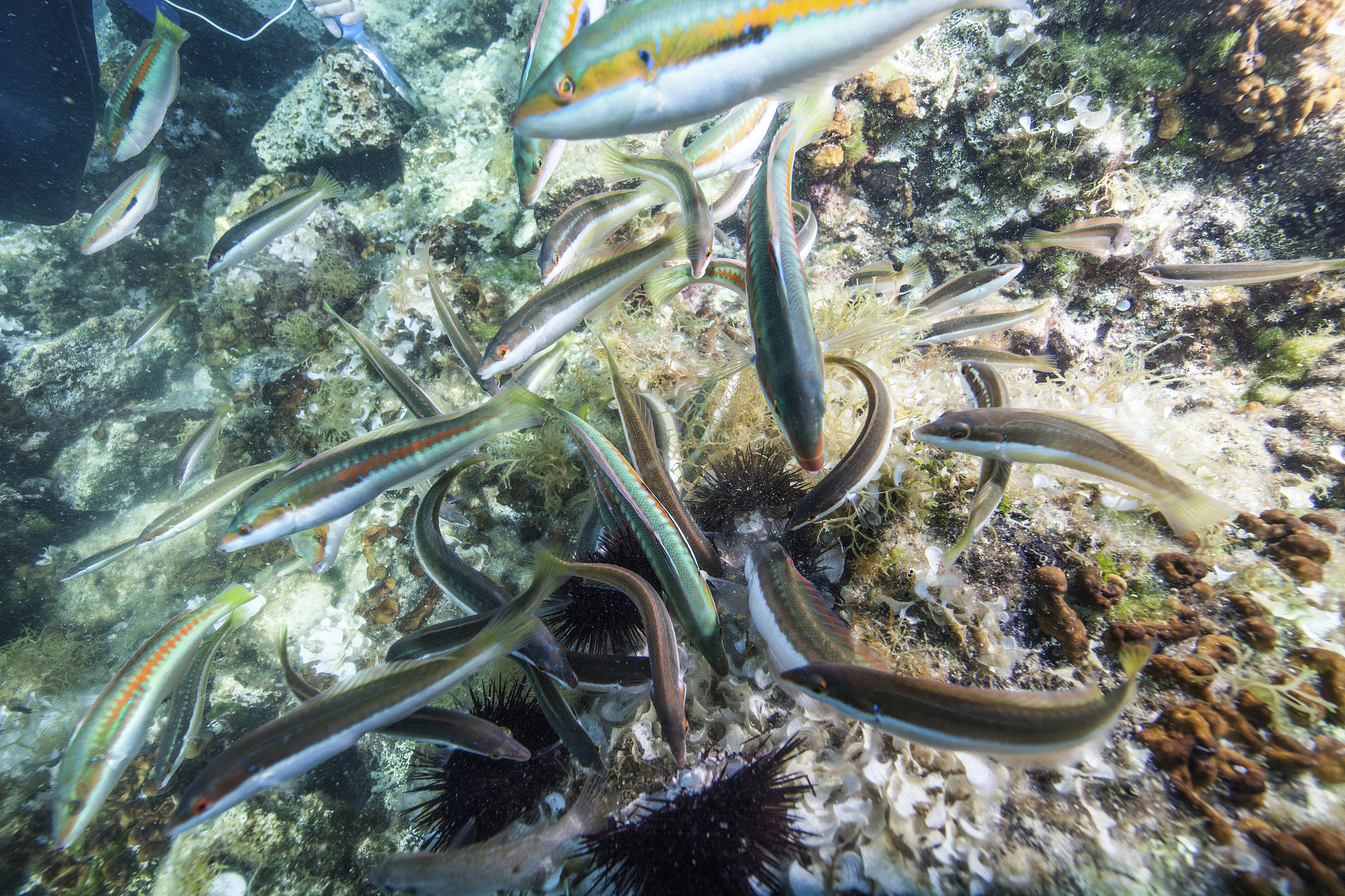 吸盘鱼：不被理解的“绿叶战士”