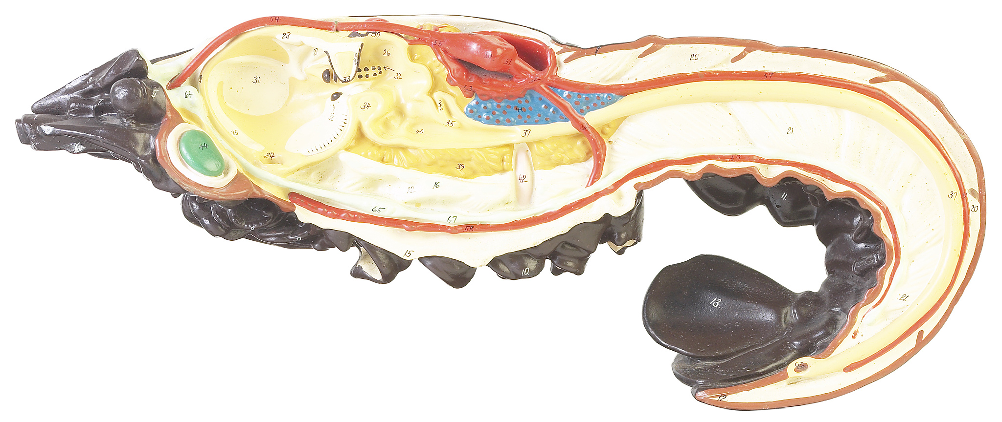 小肠内有哪几种消化液