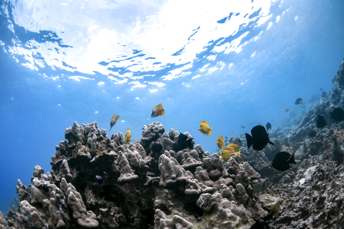 关于大海的文章