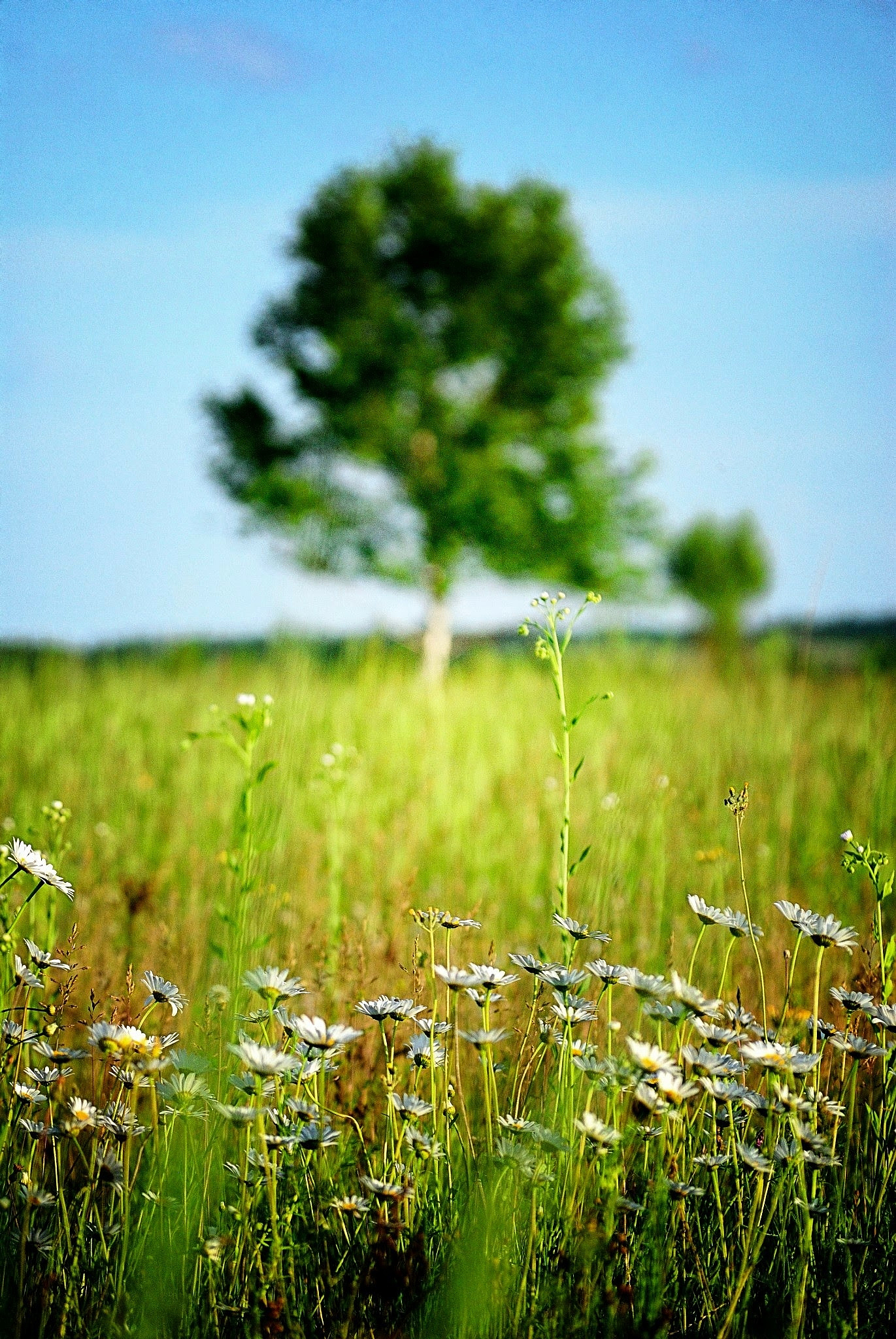 春天的美好：迎接新开始，放飞心灵，追逐梦想
