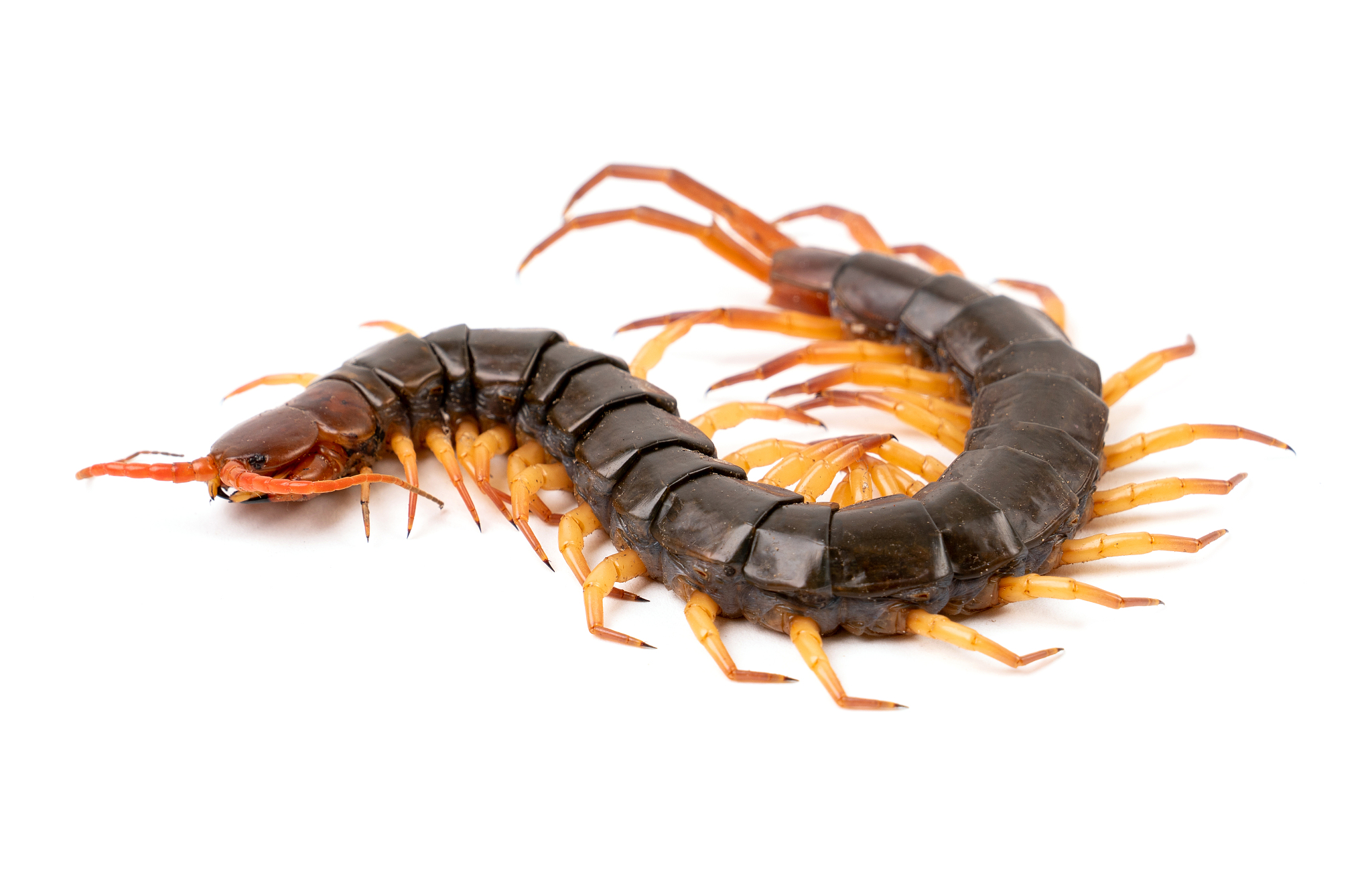 centipede